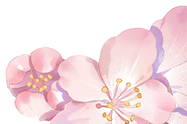 Fleurs de cerisier en fleurs roses