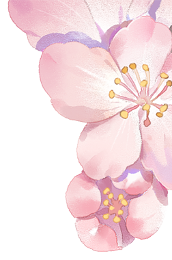 Fleurs de cerisier en fleurs