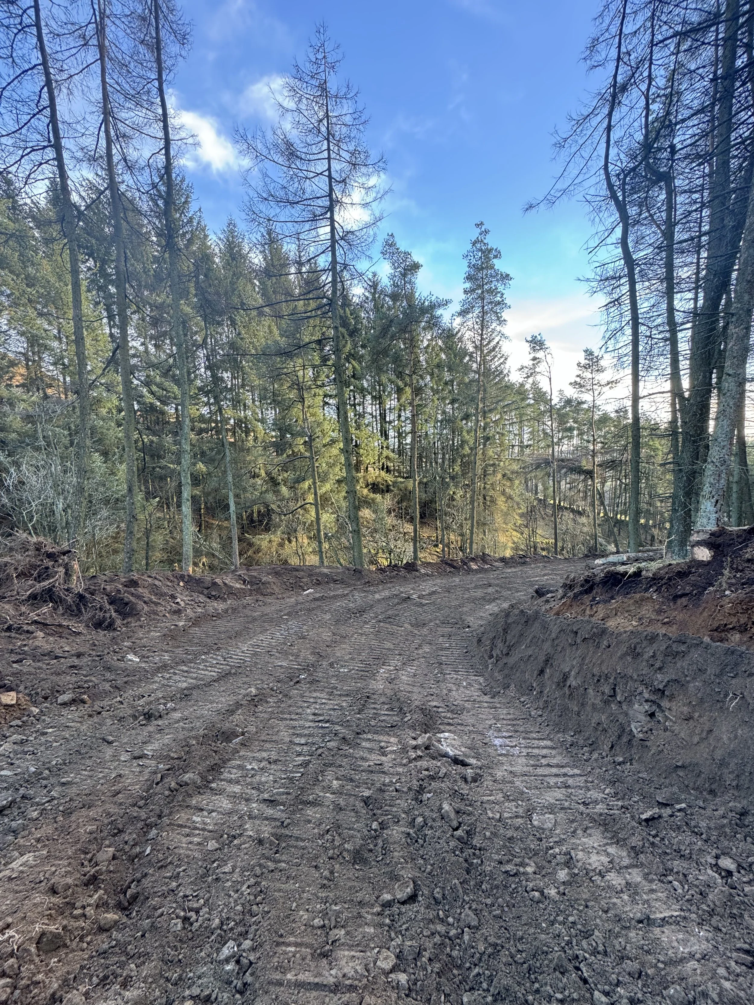 Dirt path with tire tracks in a forested area with tall pine trees and a blue sky with some clouds.