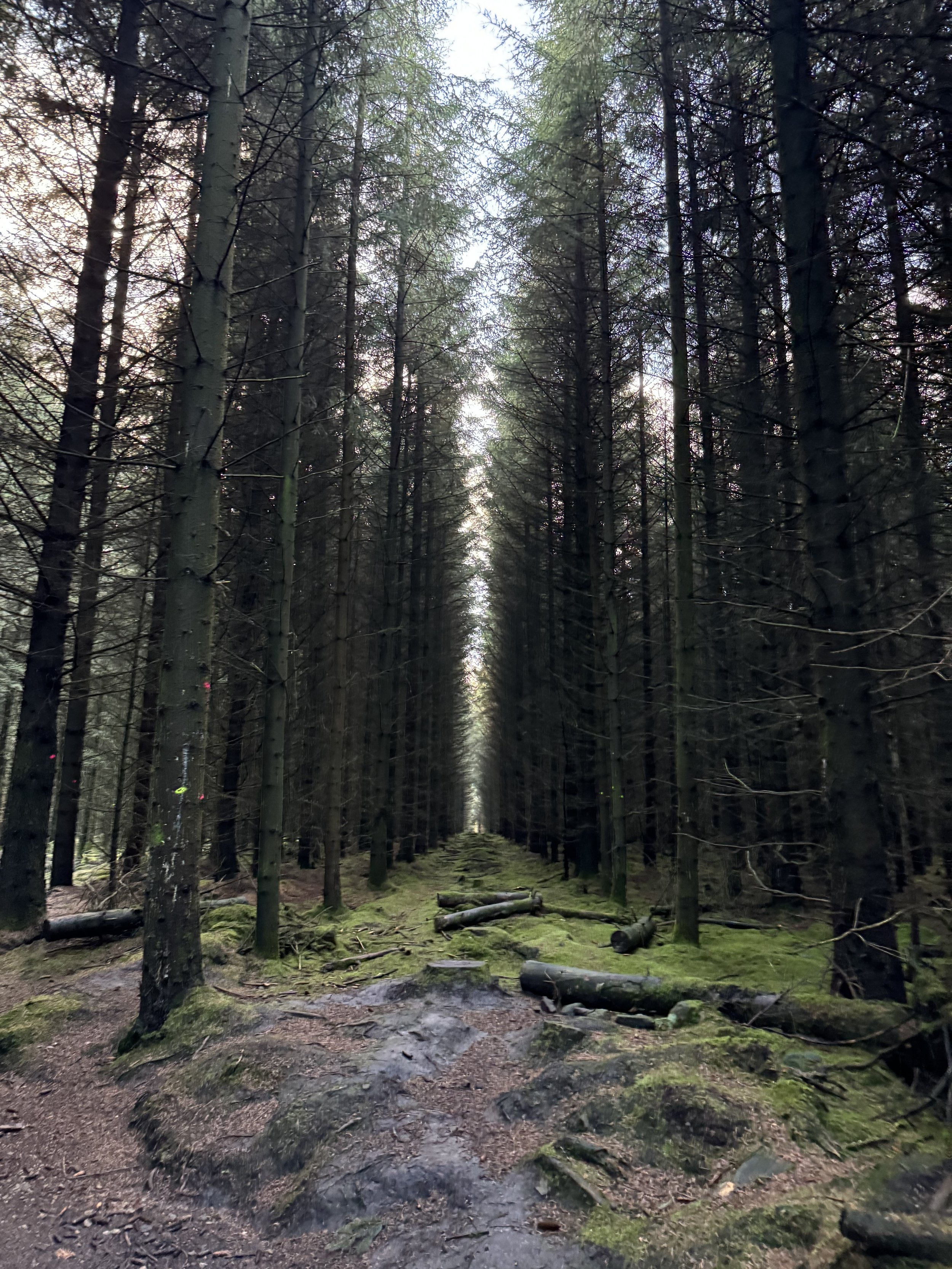 A narrow forest trail surrounded by tall, dense trees with moss-covered ground and fallen logs.