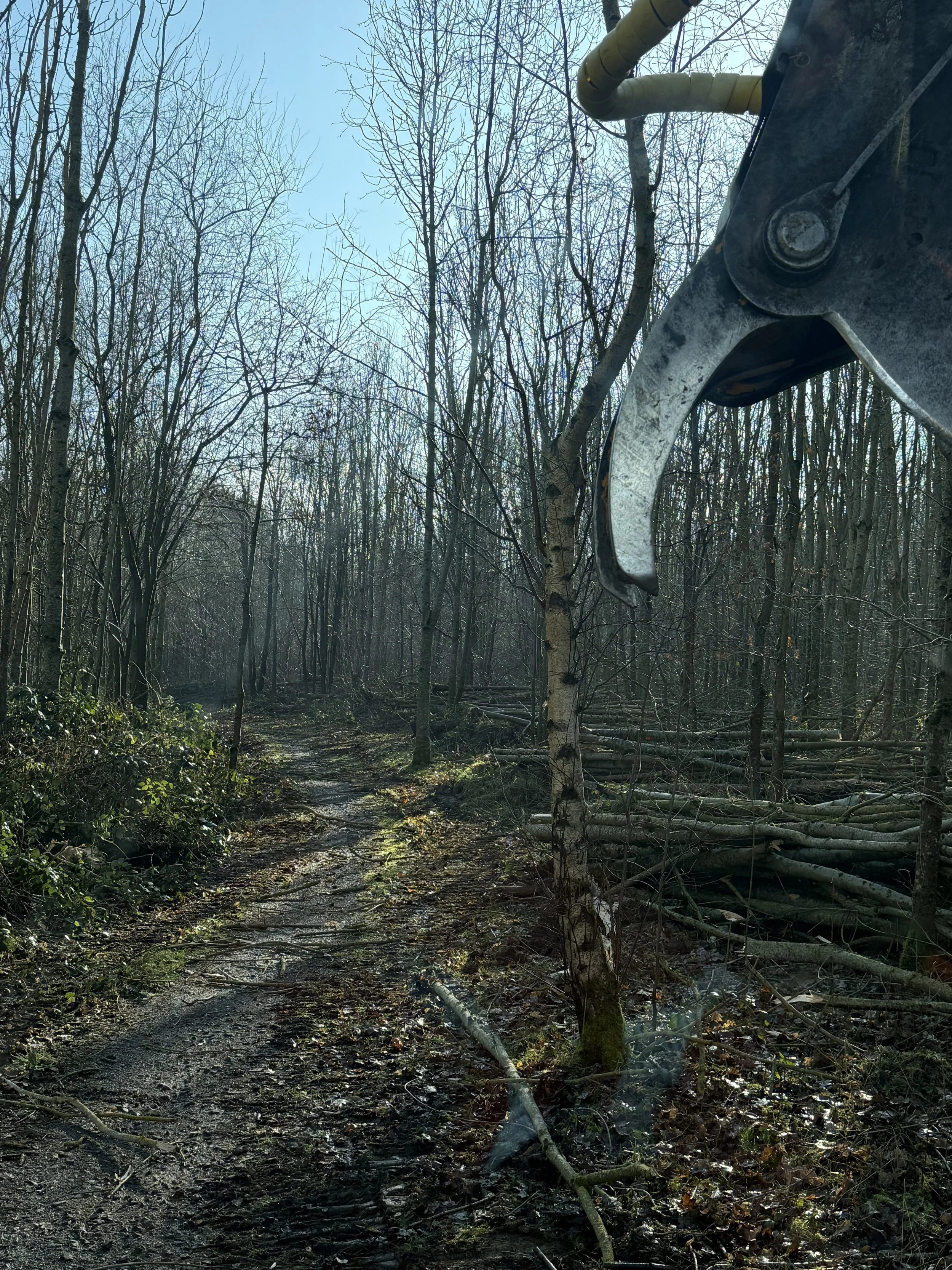 A dirt trail in a forest with bare trees, fallen branches, and a large piece of construction machinery partially visible on the right side.