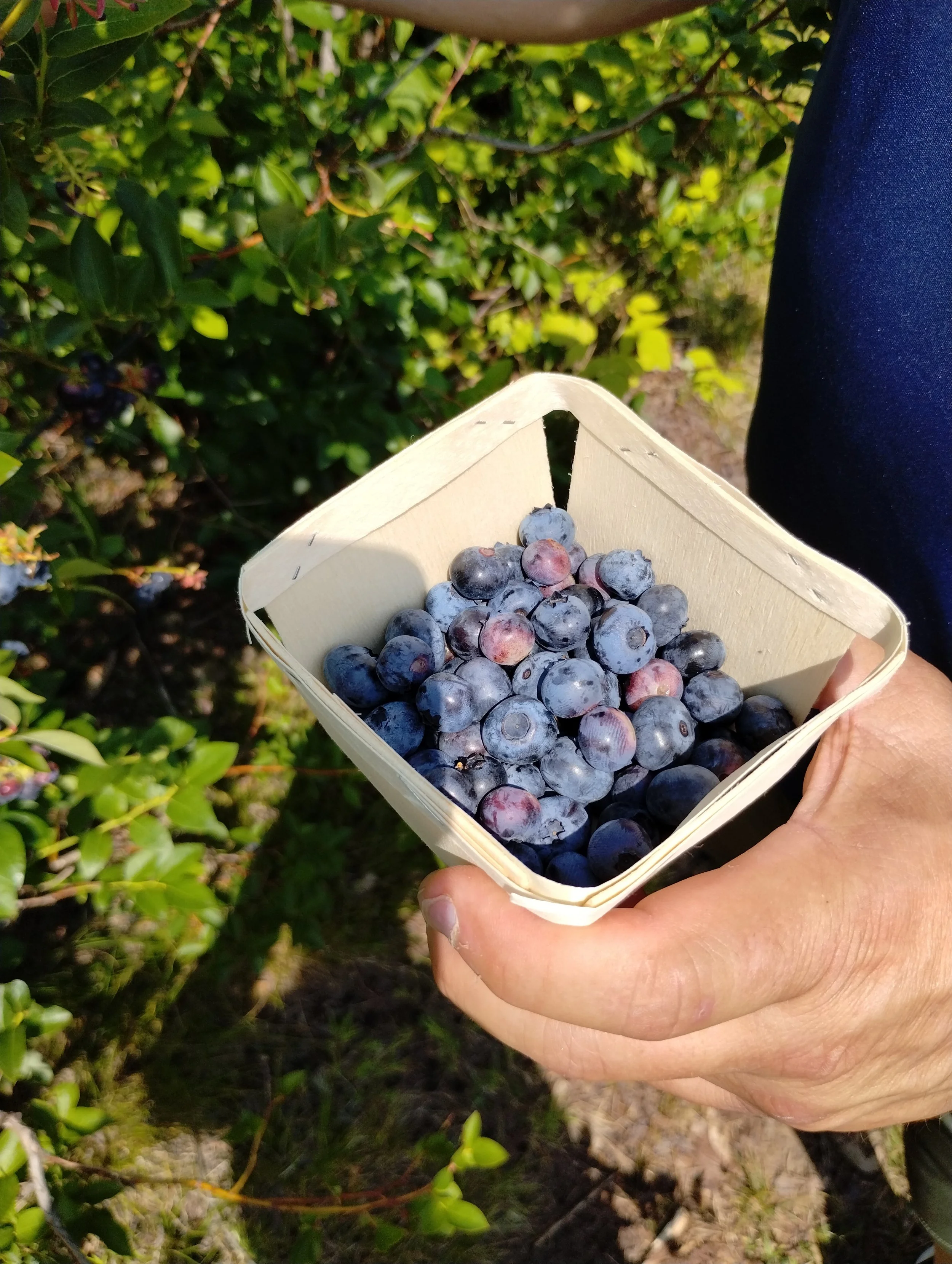 From Blueberry Picking to the Freezer: My Story