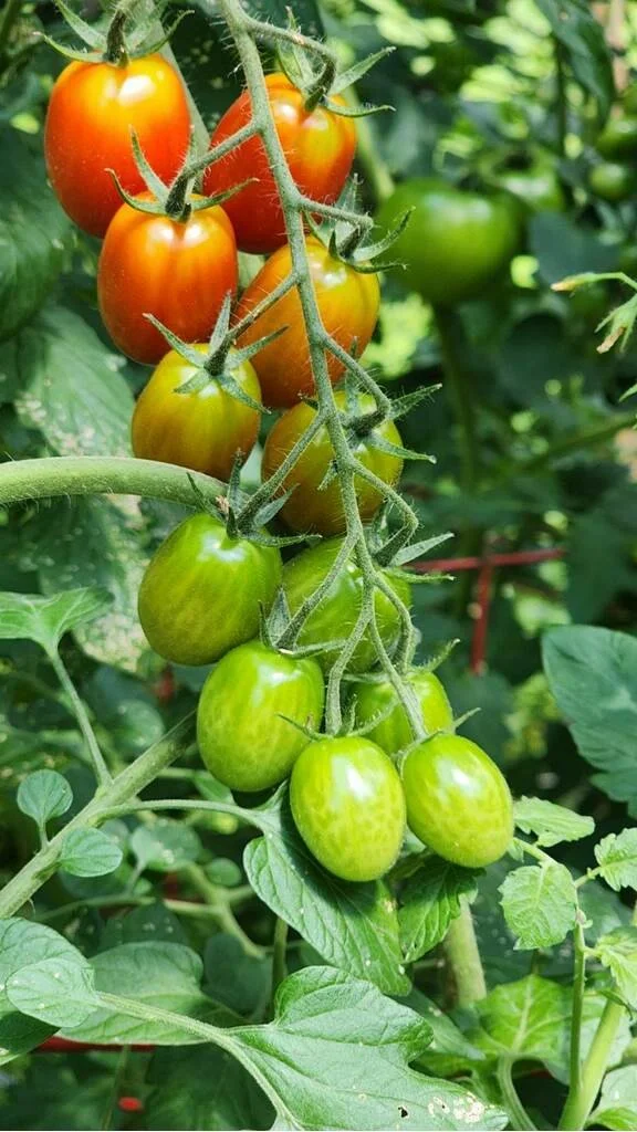 Garden Fresh Tomatoes and Then Some