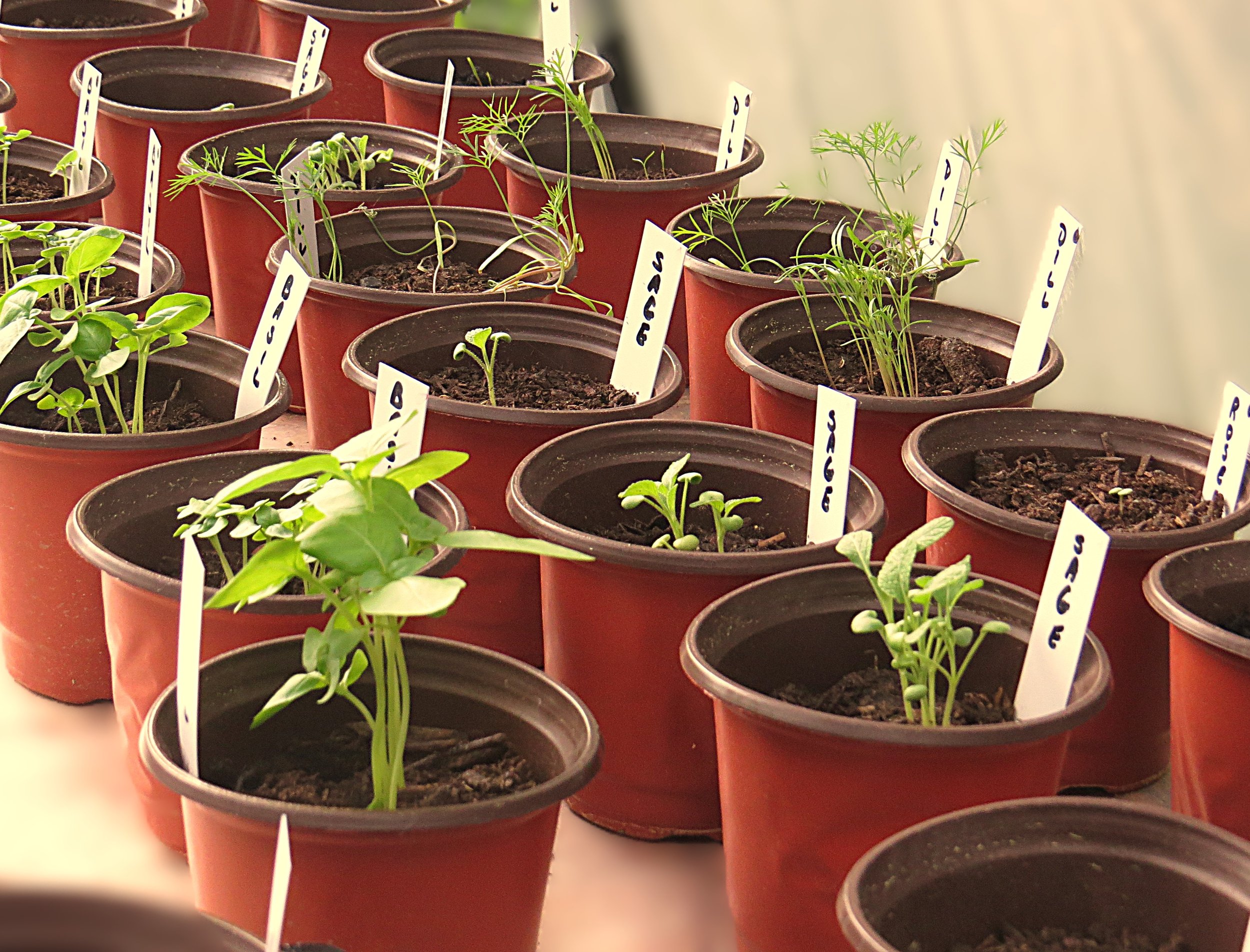 From Seed to Harvest: Growing Herbs at Home