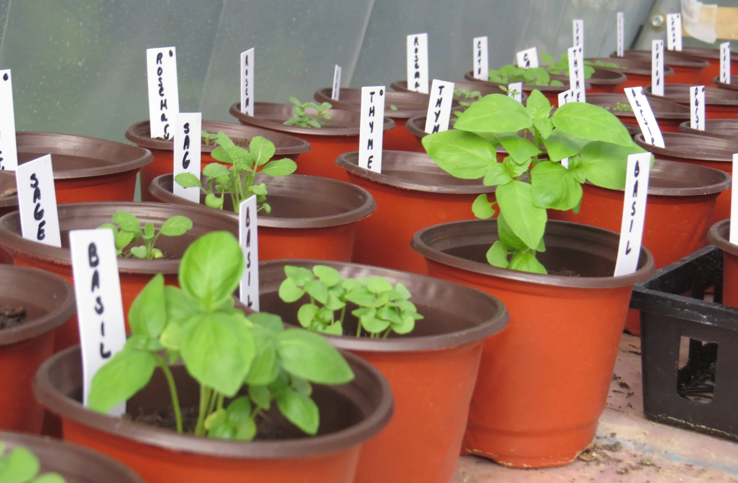 Young basil, sage, thyme and other herbs growing in labeled pots during the growing season.