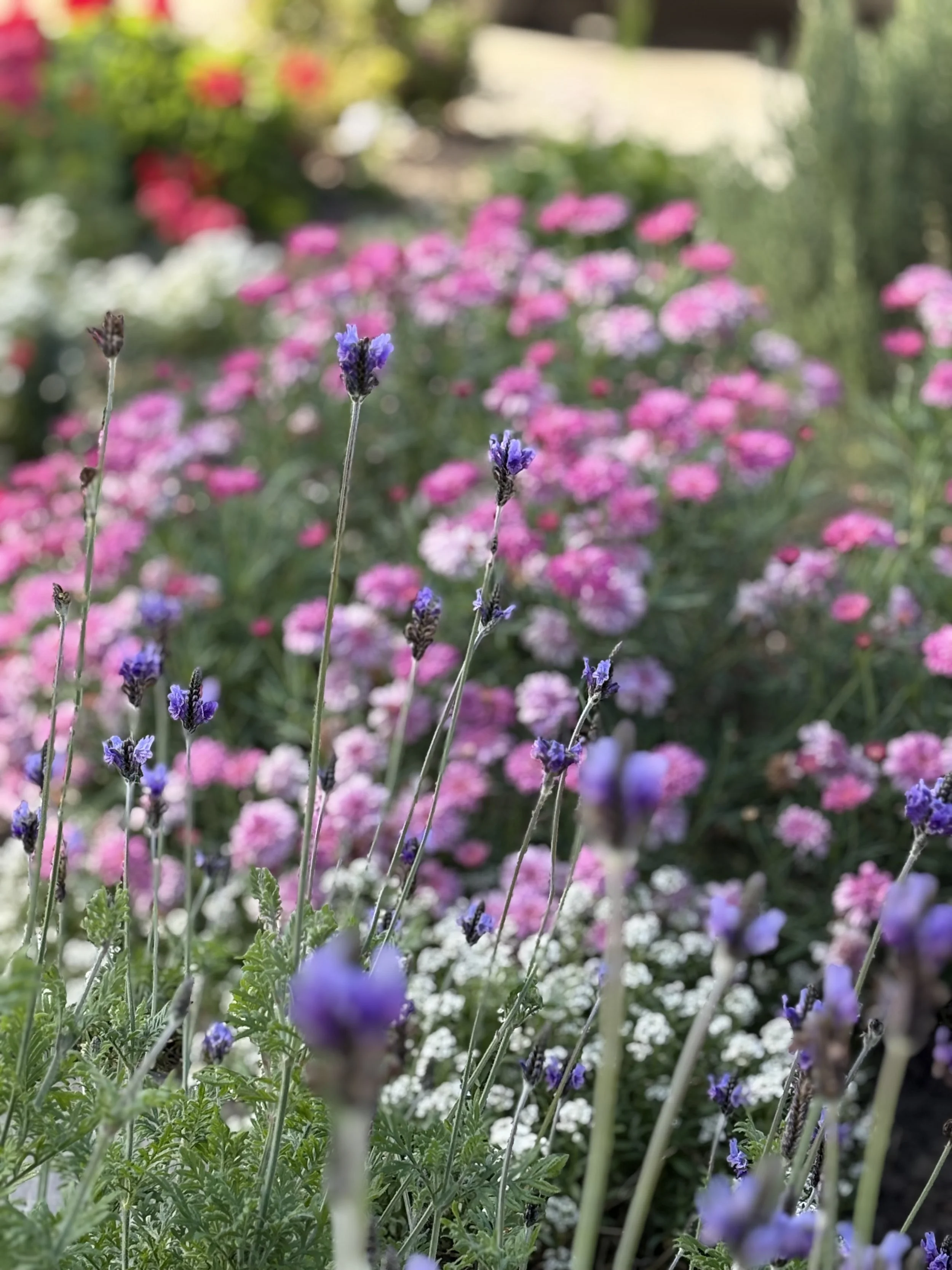 The Kindred Soul House of Healing cottage garden in Maleny, Queensland