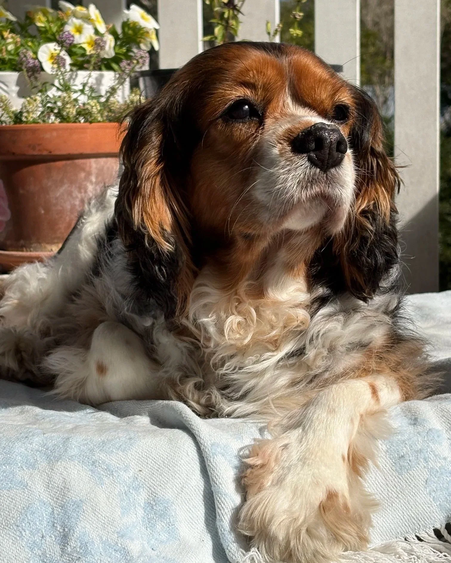 Close-up of a Cavalier King Charles Spaniel dog lying on a light-colored blanket on a porch or balcony, with potted plants and flowers in the background, illuminated by sunlight.