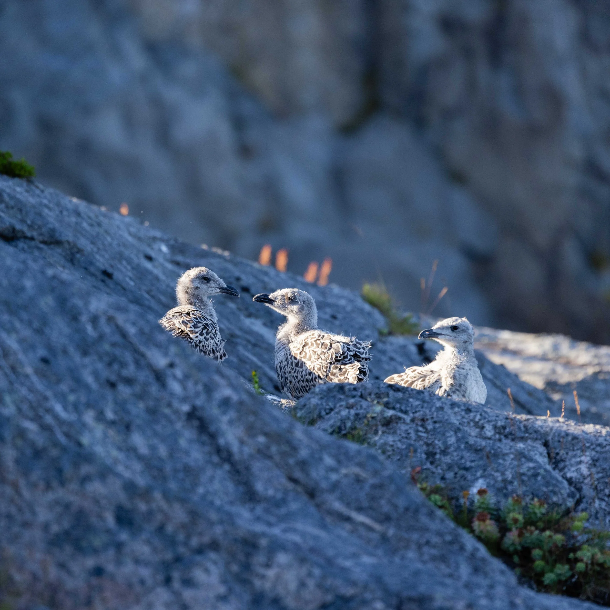 Tres pichones de gaviota esperando por el alimento de sus padres