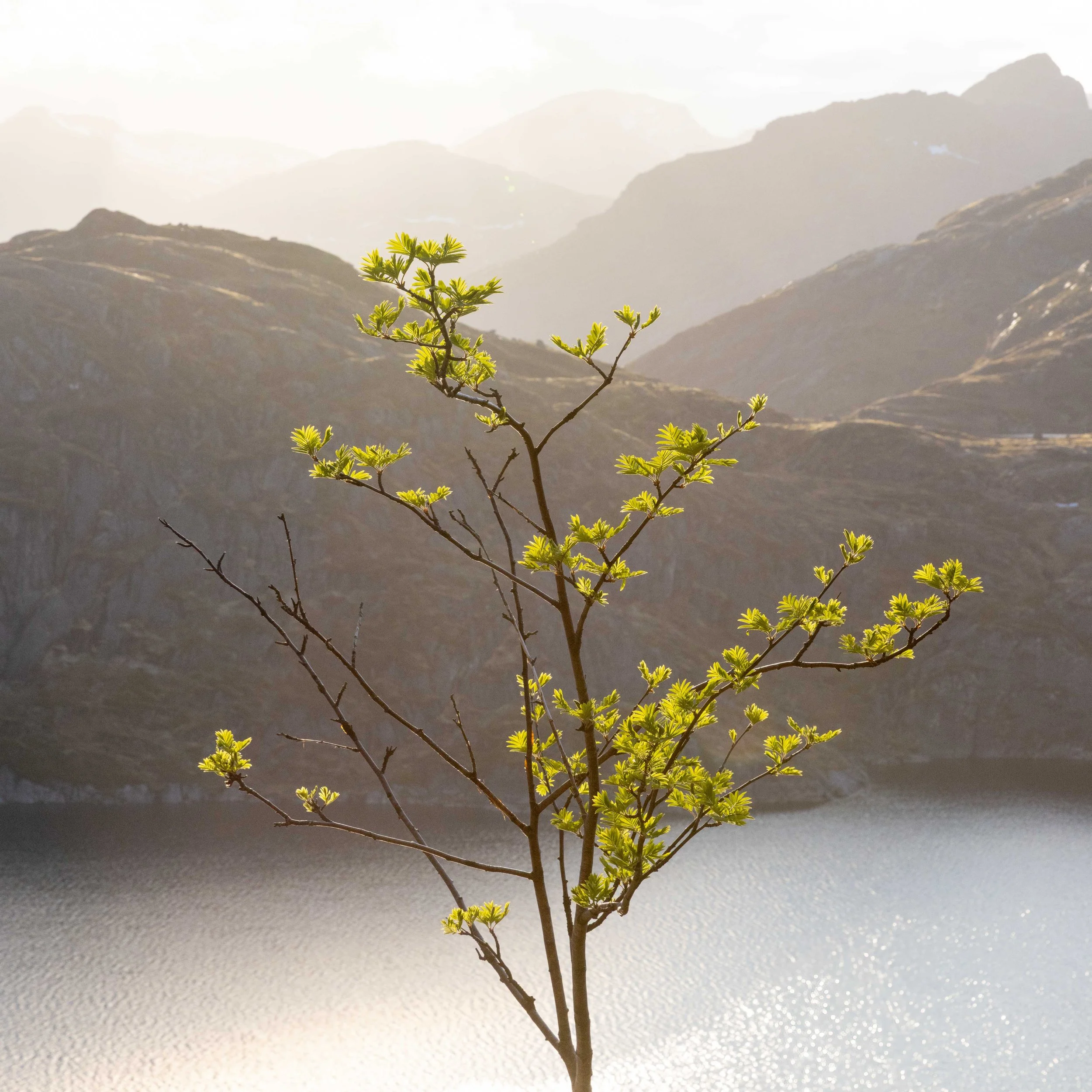 Fotografía de naturaleza con brotes verdes en primer plano, luz cálida, lago y montañas al fondo, evocando la llegada de la primavera en un paisaje nórdico.