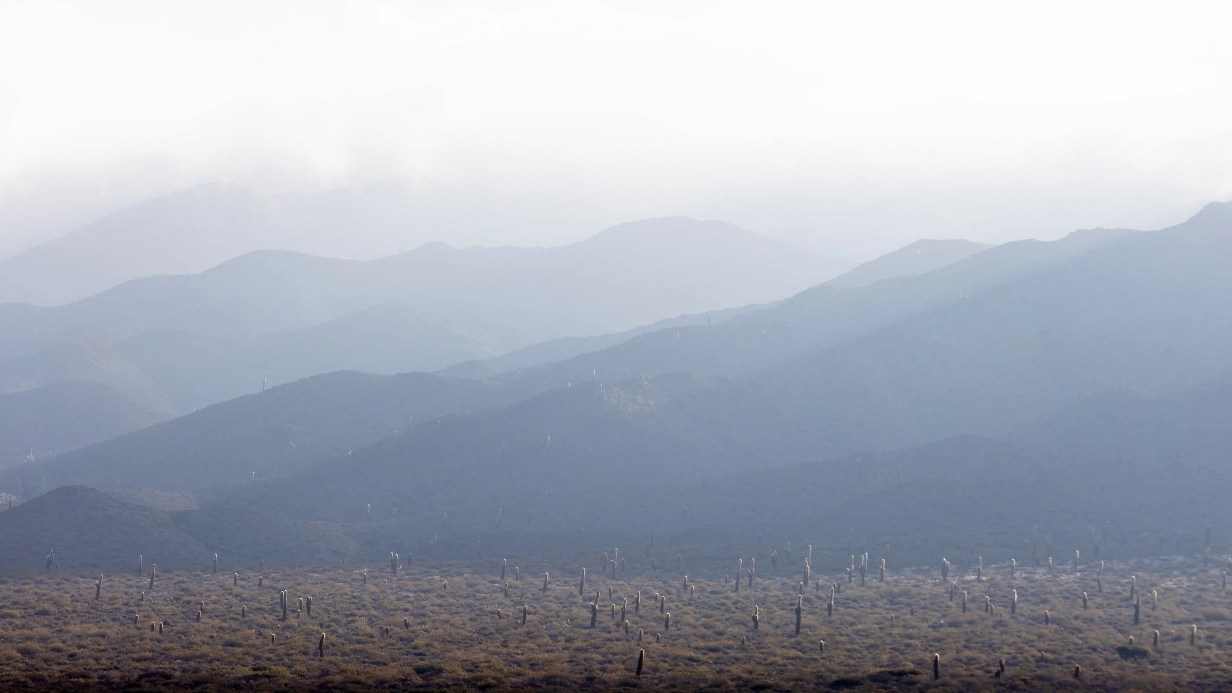 Paisaje atmosférico del norte argentino con cardones, montañas en capas y neblina suave, creando una escena silenciosa y contemplativa.