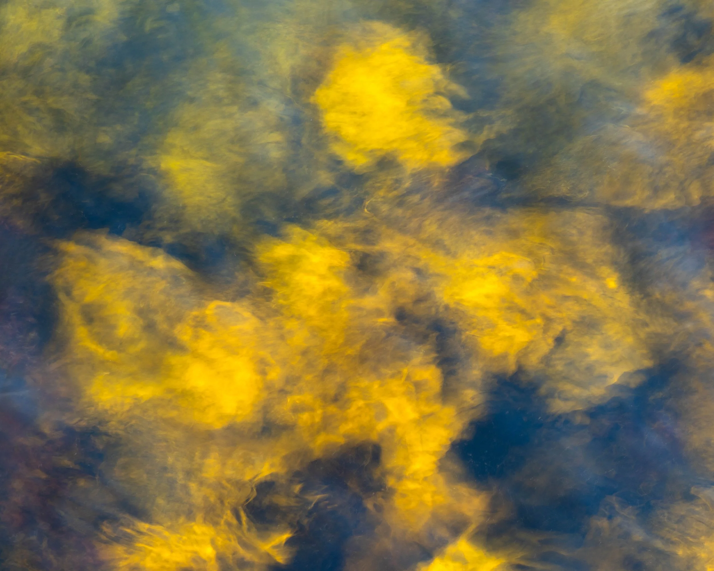 Fotografía abstracta de algas bajo el agua, con tonos dorados y azules que crean una textura natural suave y pictórica.
