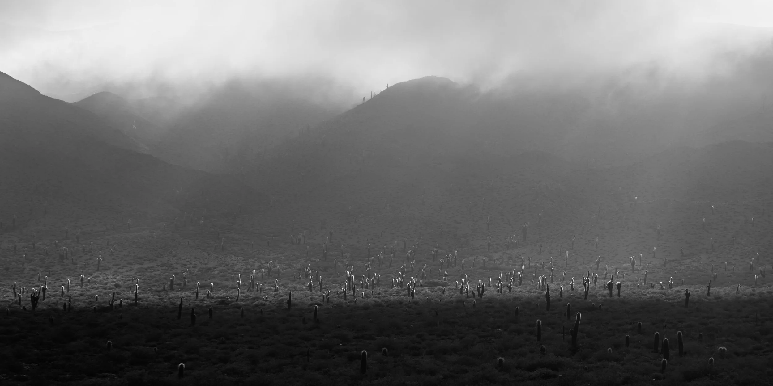 Fotografía en blanco y negro de un paisaje árido con cardones, montañas y neblina baja, resaltando la atmósfera misteriosa del desierto.