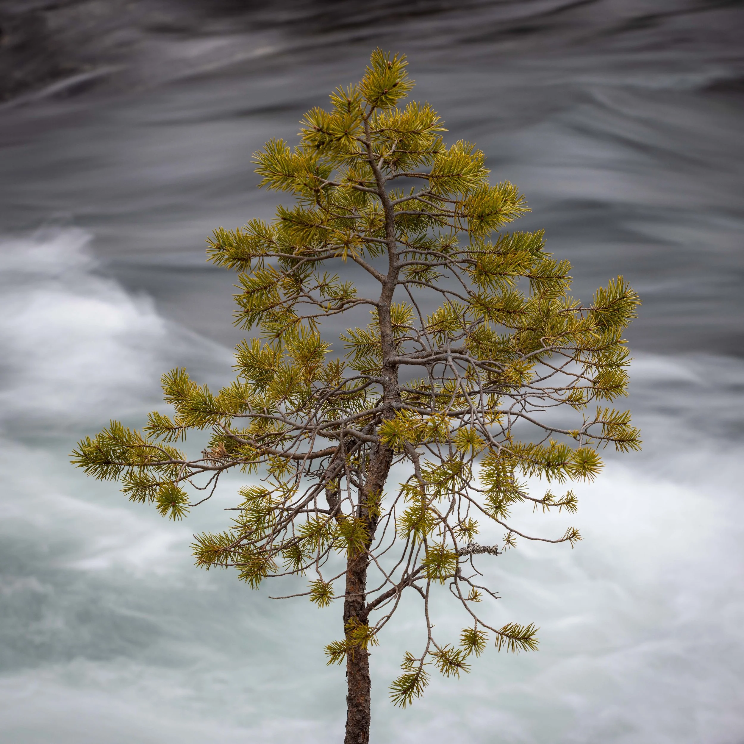 Fotografía de un árbol solitario en primer plano y un río en movimiento al fondo, creando una composición serena con contraste entre quietud y corriente.