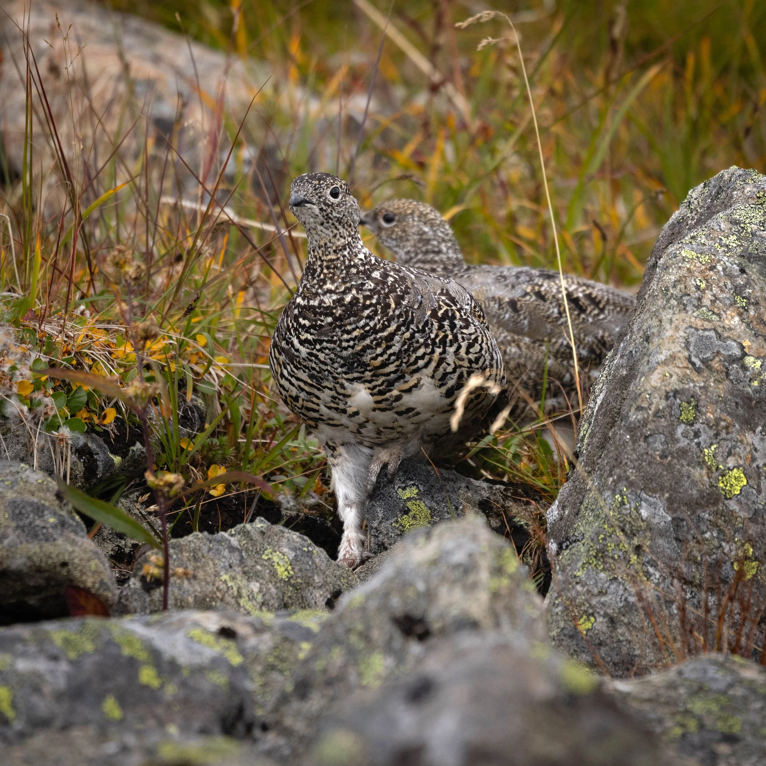 Dos perdices nivales camufladas entre las rocas en otoño