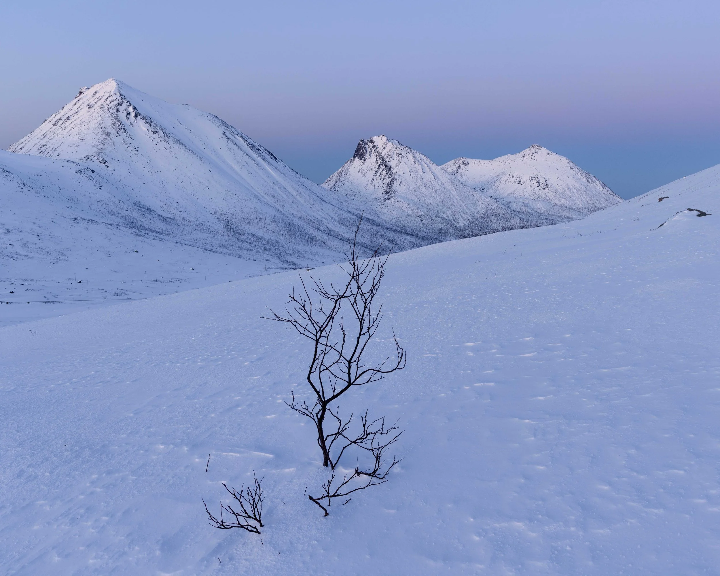 Fotografía minimalista de un paisaje invernal ártico con un arbusto solitario sobre la nieve, montañas suaves al fondo y luz fría de invierno.