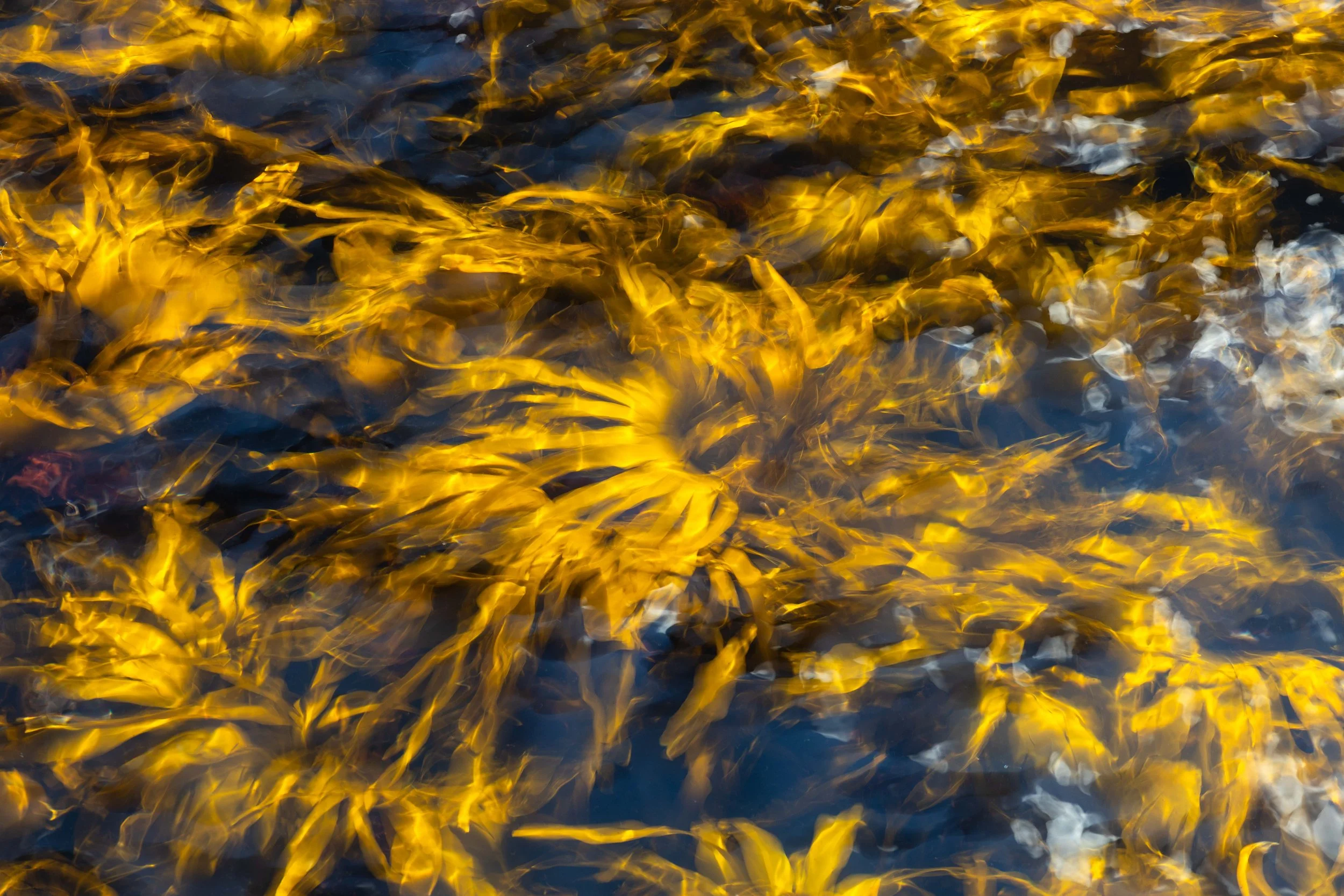 Imagen abstracta de algas marinas en movimiento, capturadas bajo el agua con reflejos dorados, textura fluida y sensación de movimiento natural.