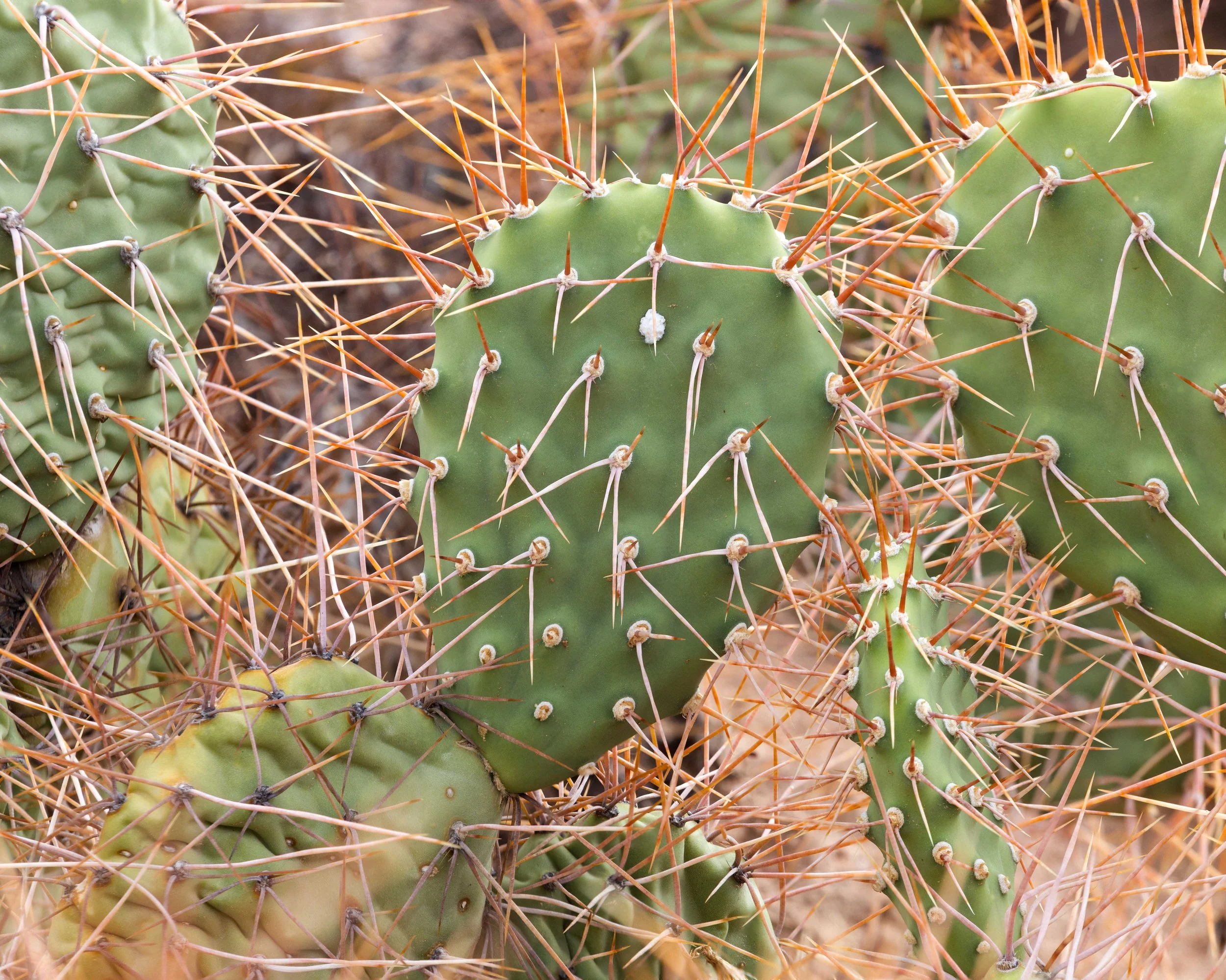 Fotografía macro de cactus con espinas naranjas, mostrando la textura, las formas geométricas y los detalles naturales de una planta desértica.