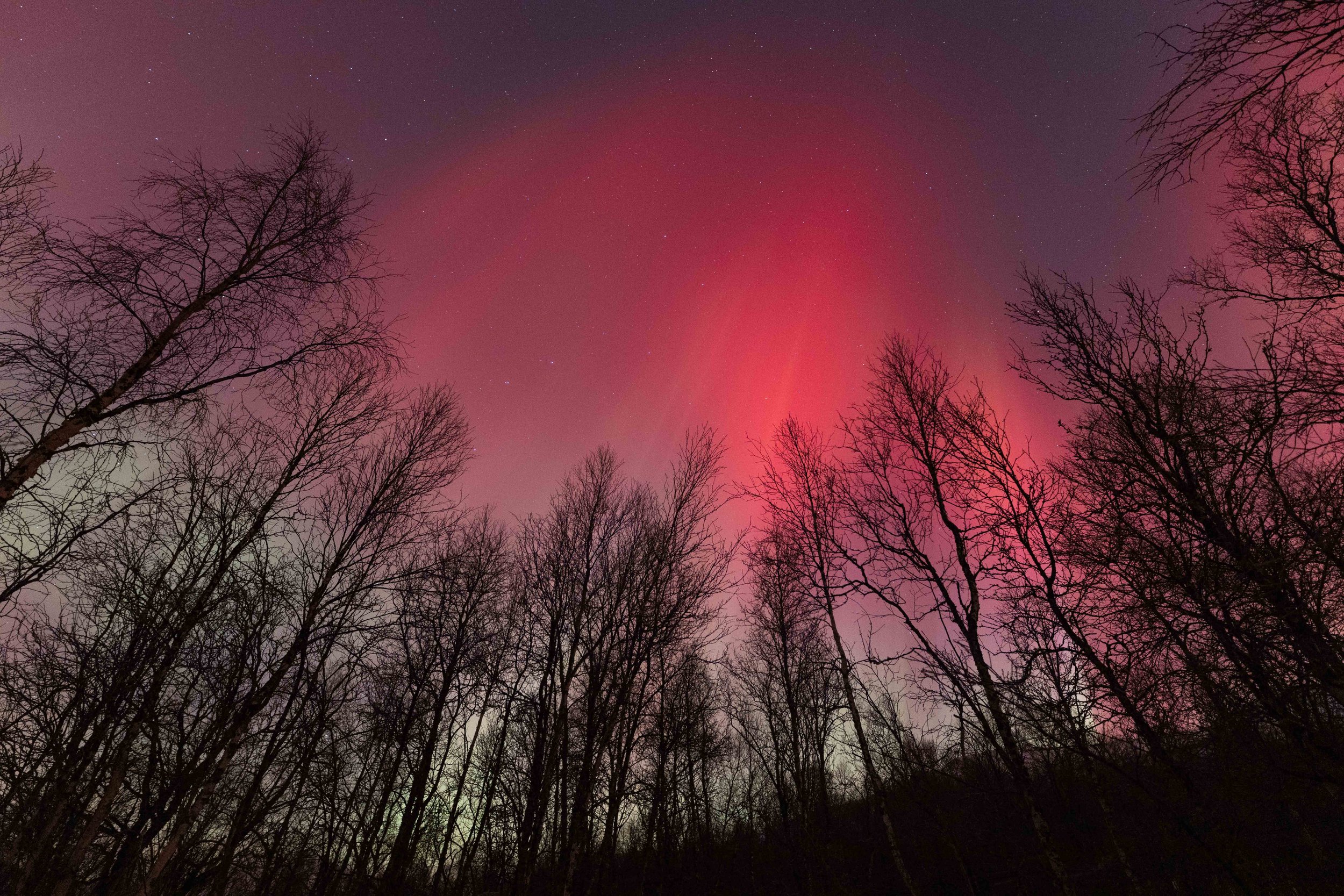 Fotografía nocturna de una aurora boreal roja sobre un bosque ártico, con siluetas de árboles, cielo estrellado y tonos rosados iluminando la noche en el norte de Noruega.