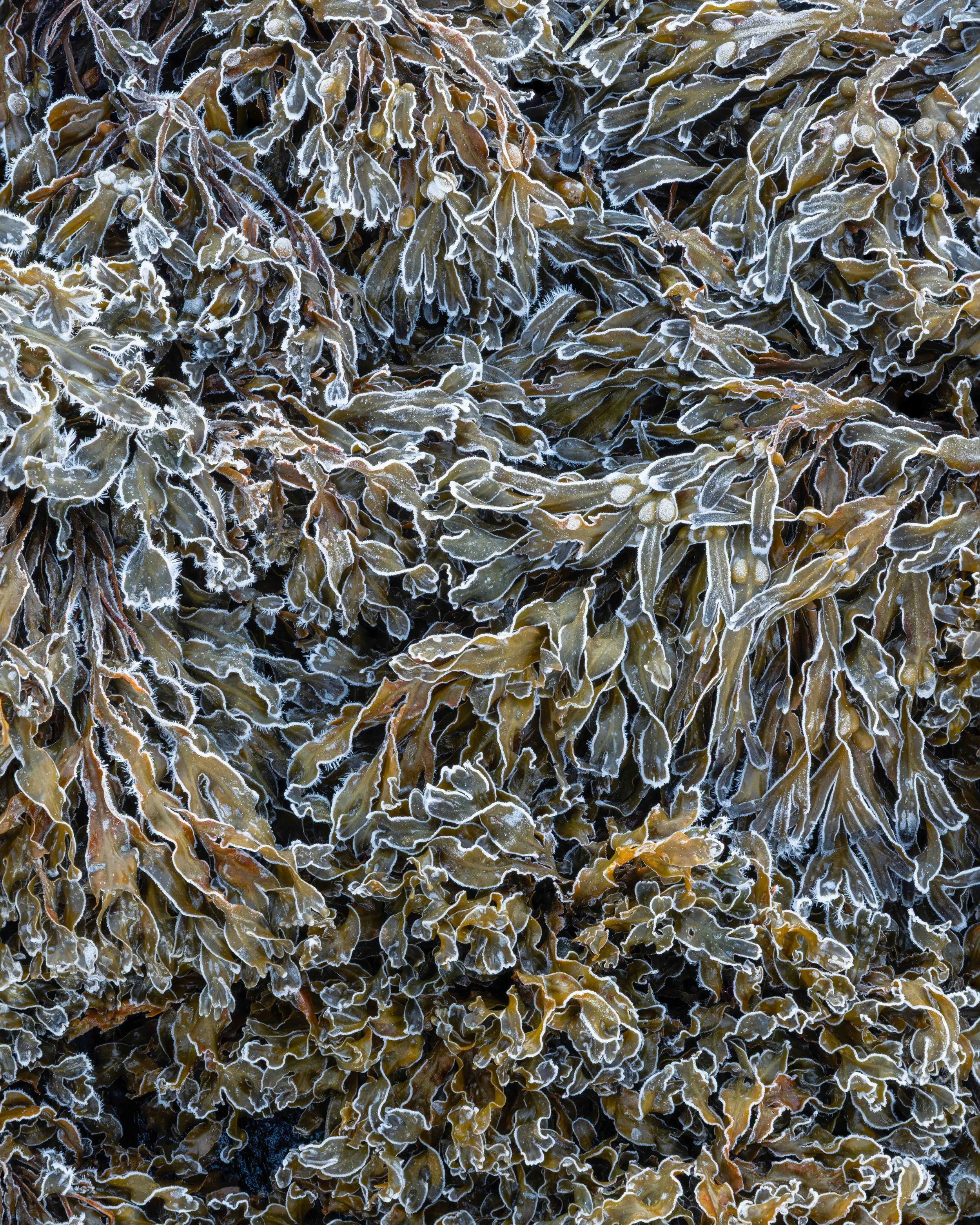 Fotografía de detalle de algas marinas cubiertas de escarcha, mostrando texturas orgánicas, tonos fríos y la belleza delicada del invierno costero.