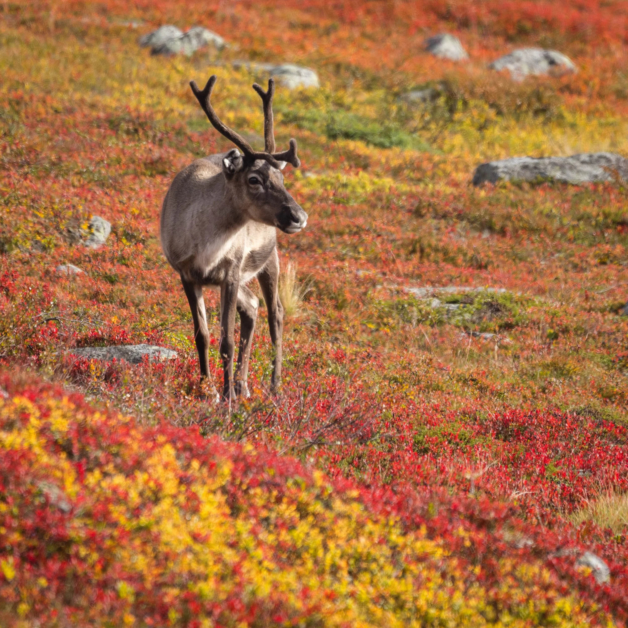 Un reno en una montaña colorida en el otoño 
