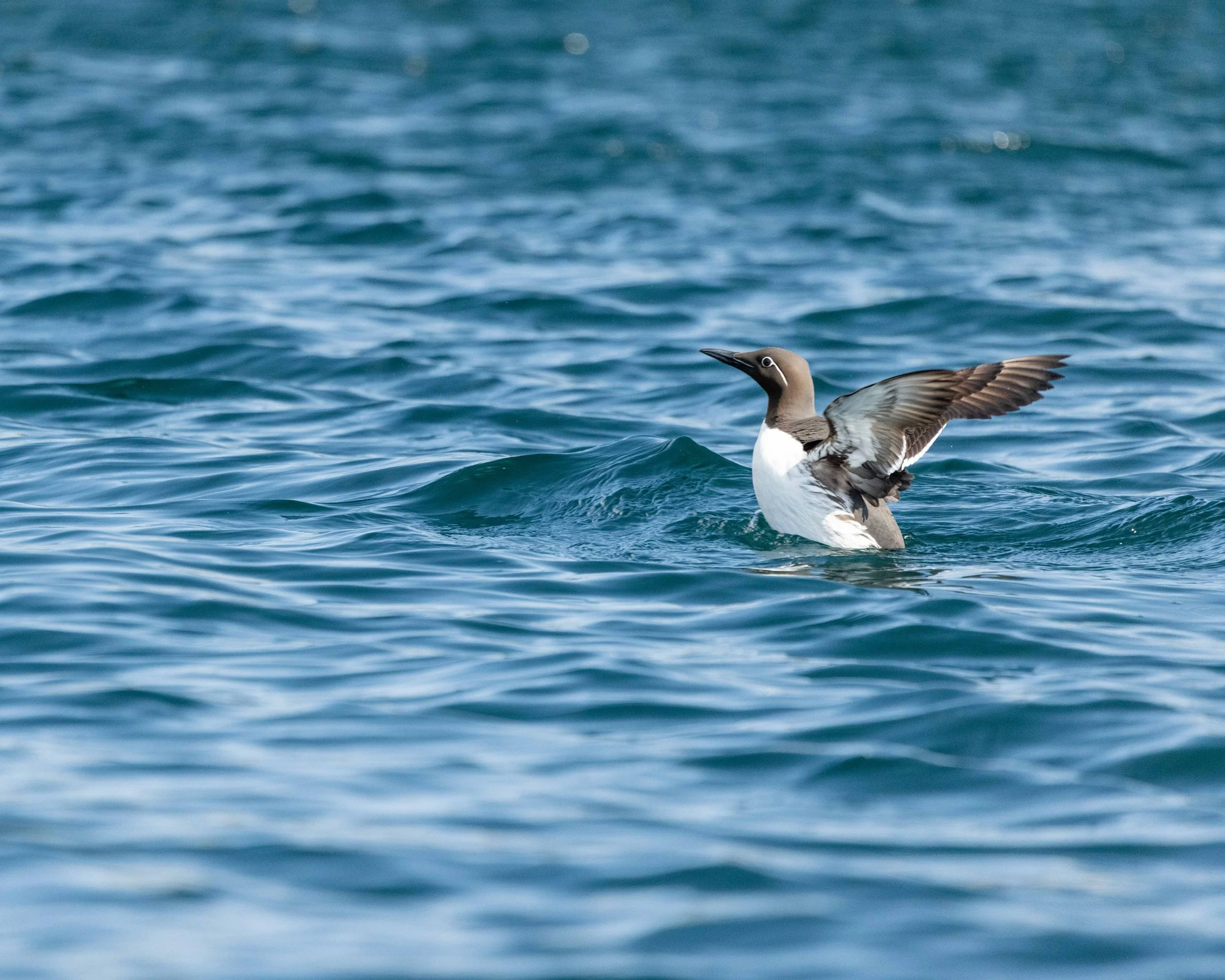 Un arao común con las alas extendidas aterrizando en el mar