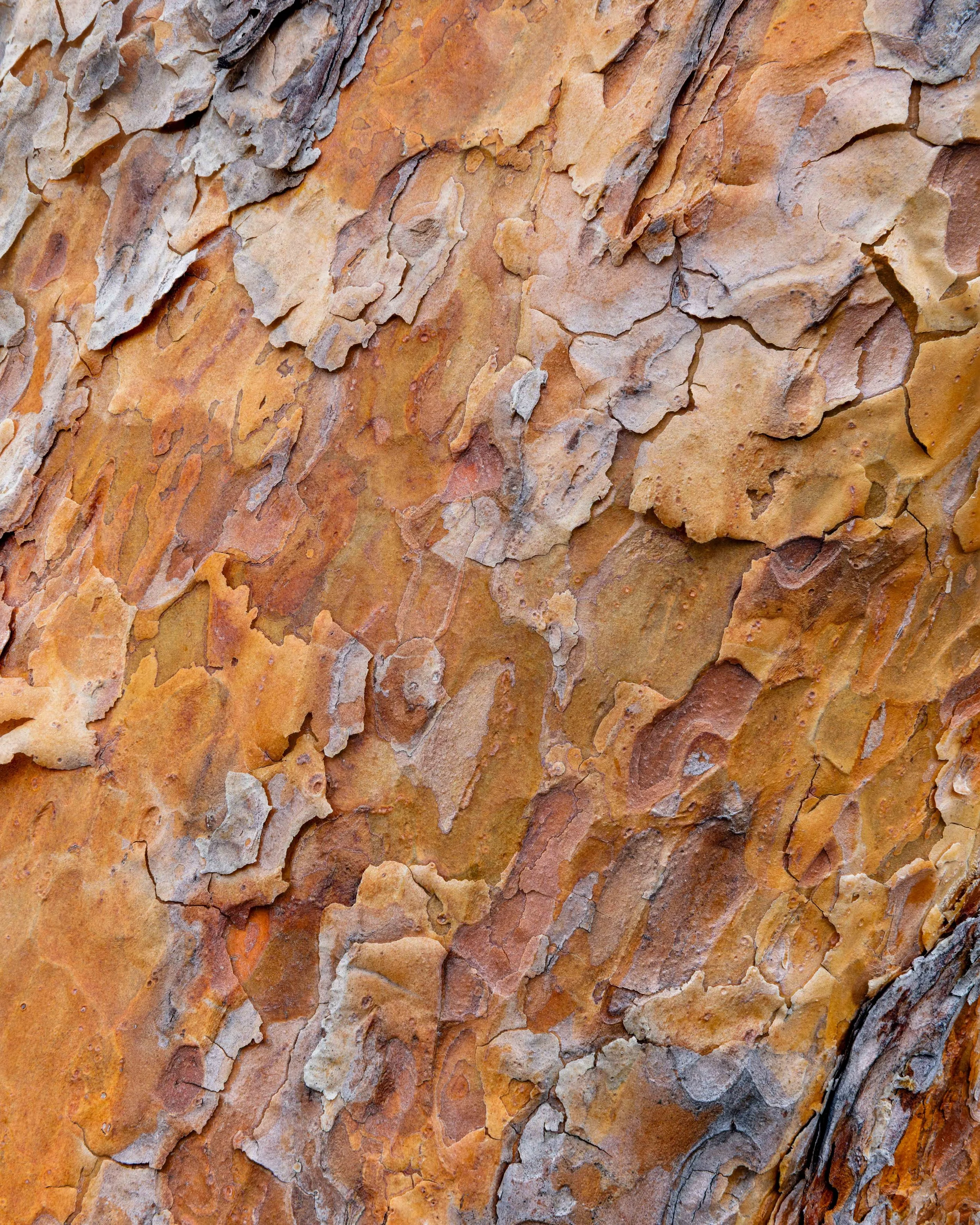 Fotografía macro de corteza de árbol con textura orgánica, capas naturales y tonos cálidos, ideal para representar detalles abstractos de la naturaleza.