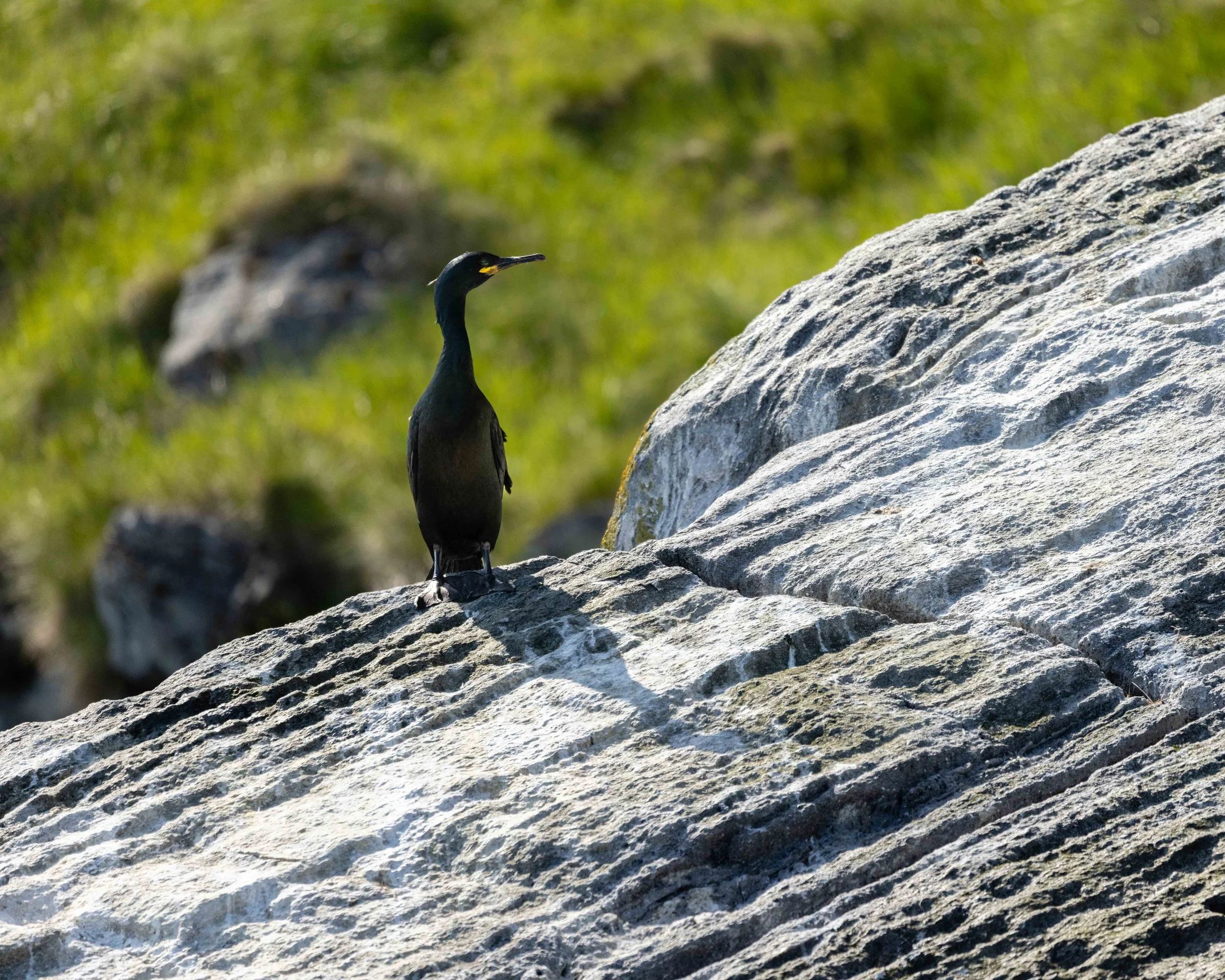 Un carmoran grande posando en una piedra un dia soleado