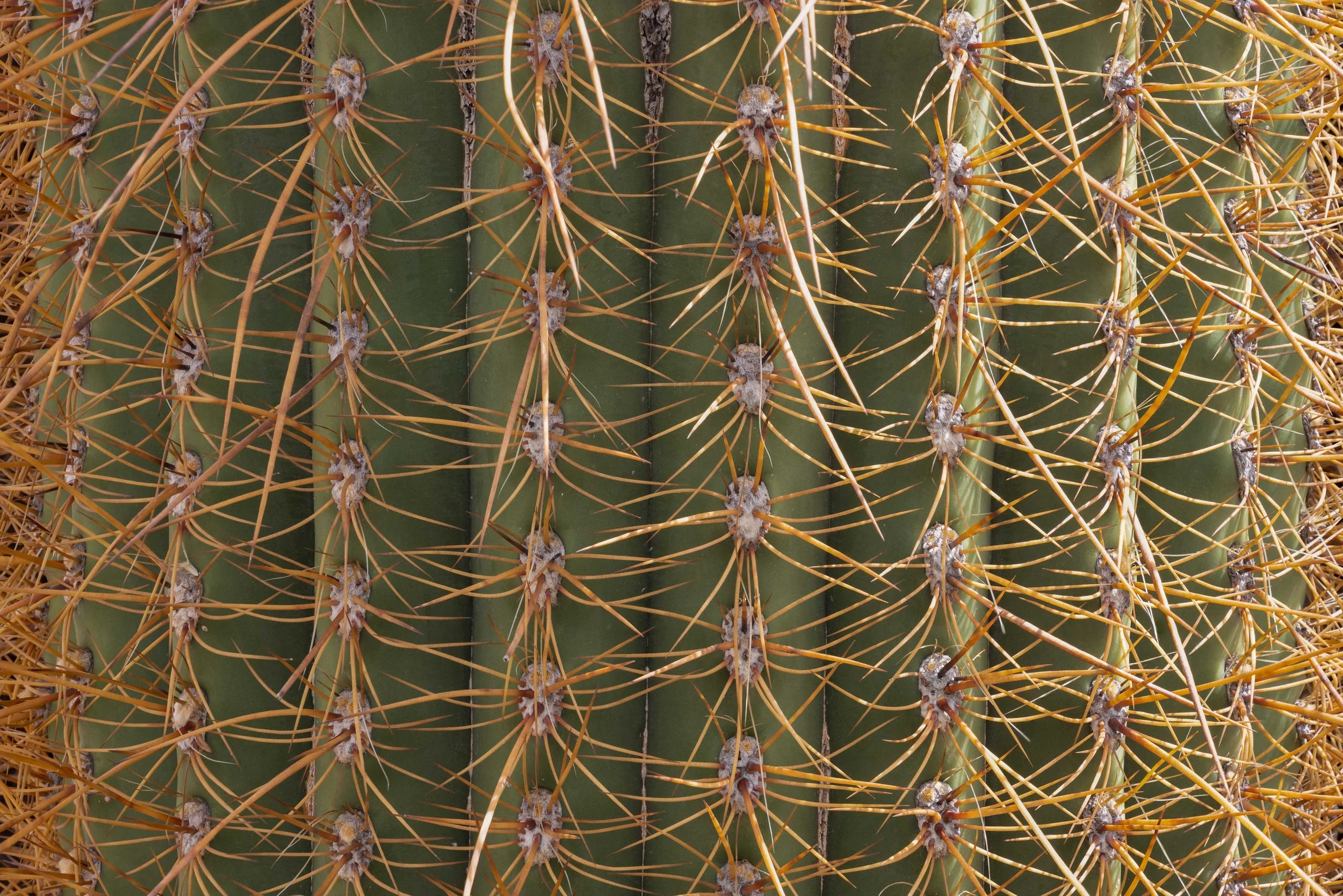 Fotografía de detalle de cactus con espinas doradas, ideal para mostrar patrones naturales, textura vegetal y formas orgánicas del desierto.