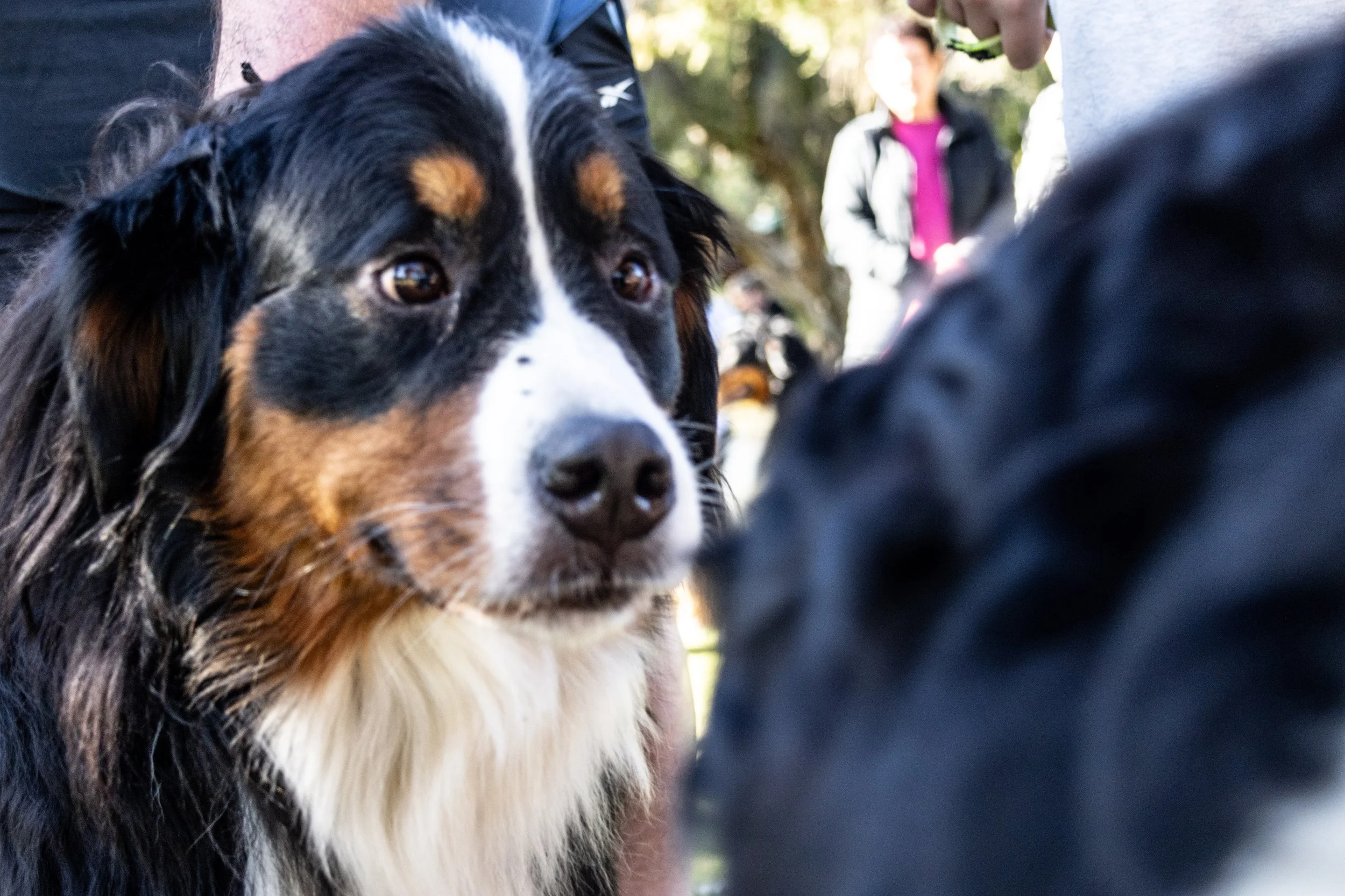 Close-up of a large, black, white, and brown Bernese Mountain Dog with amber eyes, outdoors with people and trees in the background. Photographer Elsa Norvill