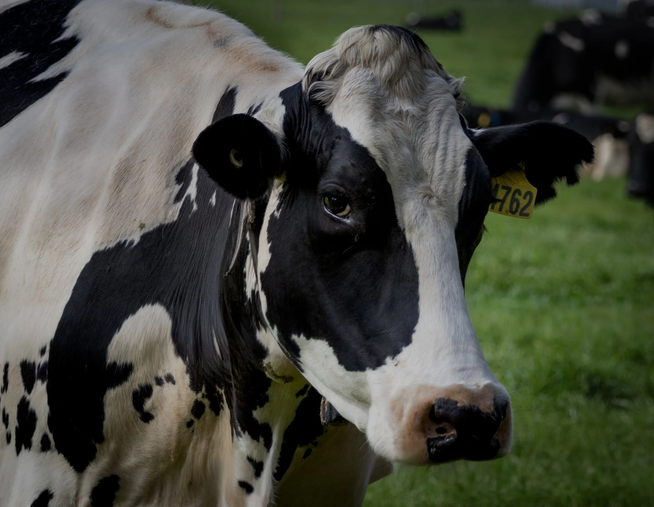 Close-up of two dairy cows with black and white spots, grazing on green grass in a field.