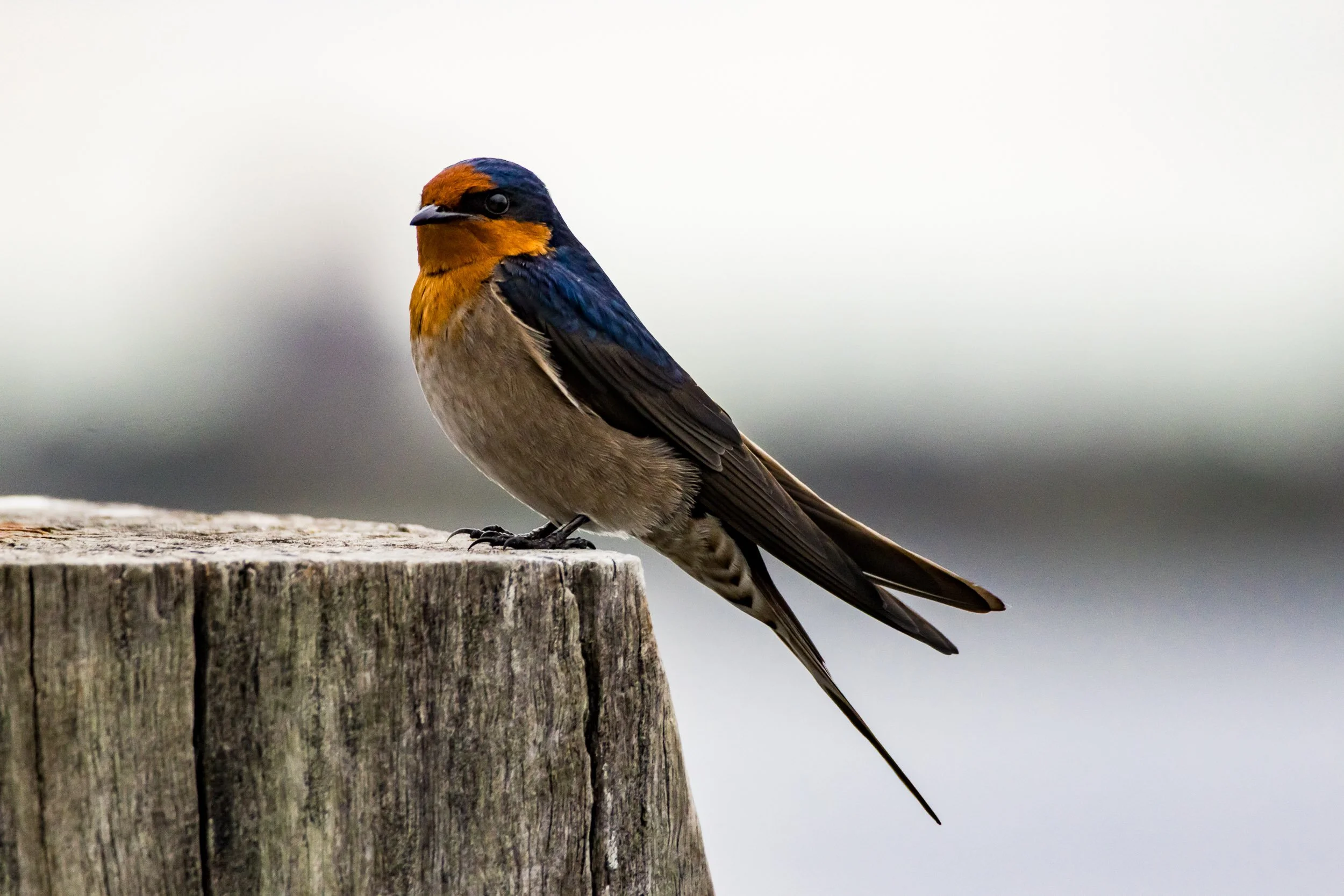 A Swallow, small bird perched on a weathered wooden post, with a blurred background of water. Photographer Elsa Norvill