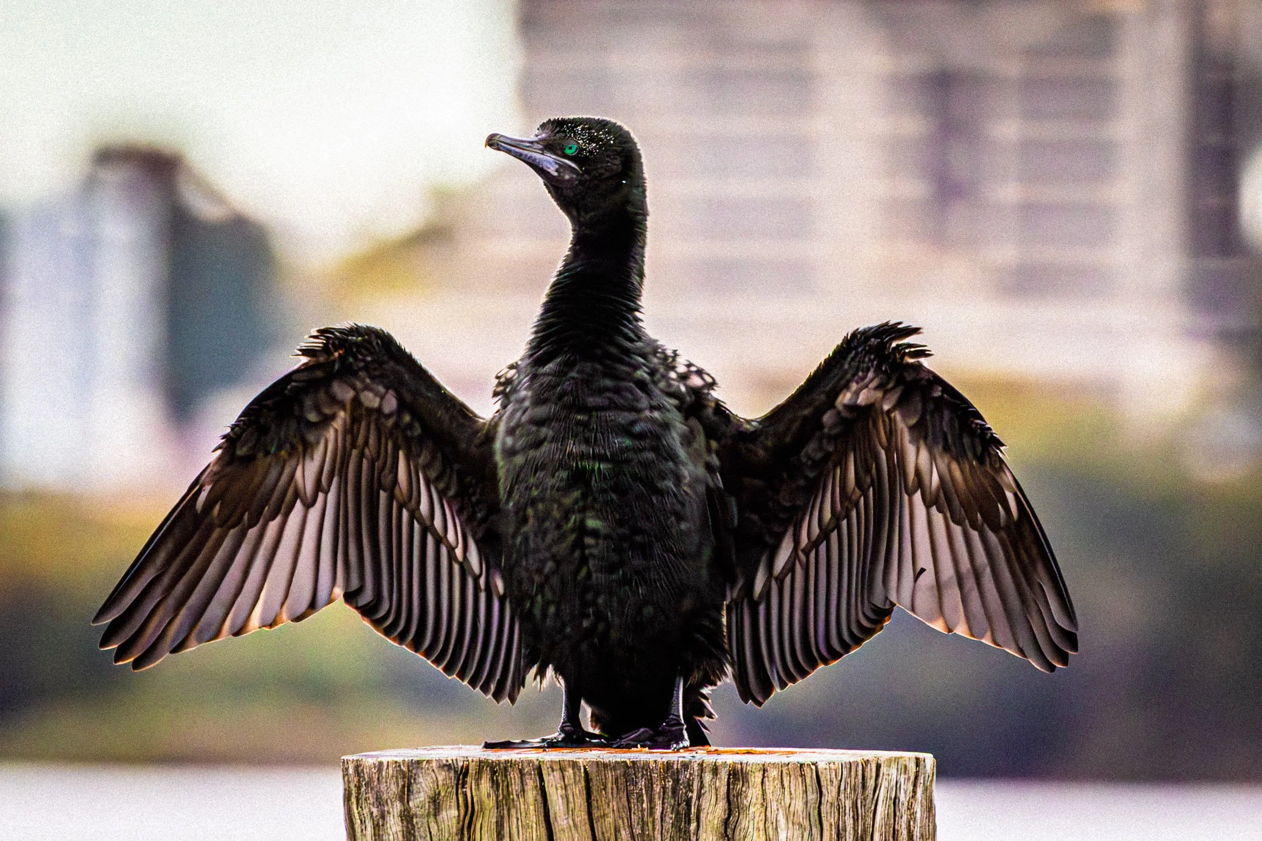 A black bird with iridescent feathers, teal eyes, and open wings, perched on a tree stump.