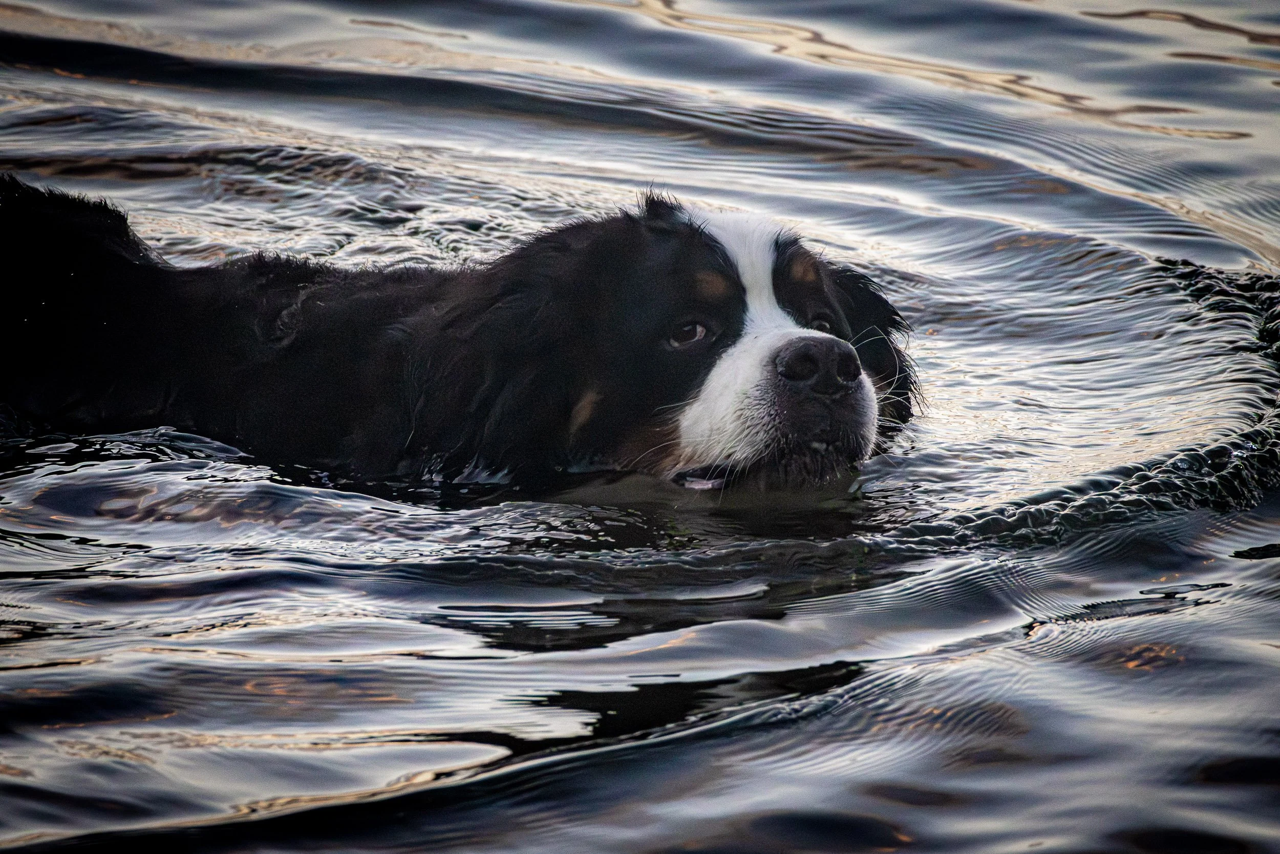 A Bernese Mountain Dog swimming in water, with only its head and part of its back visible. Photographer Elsa Norvill
