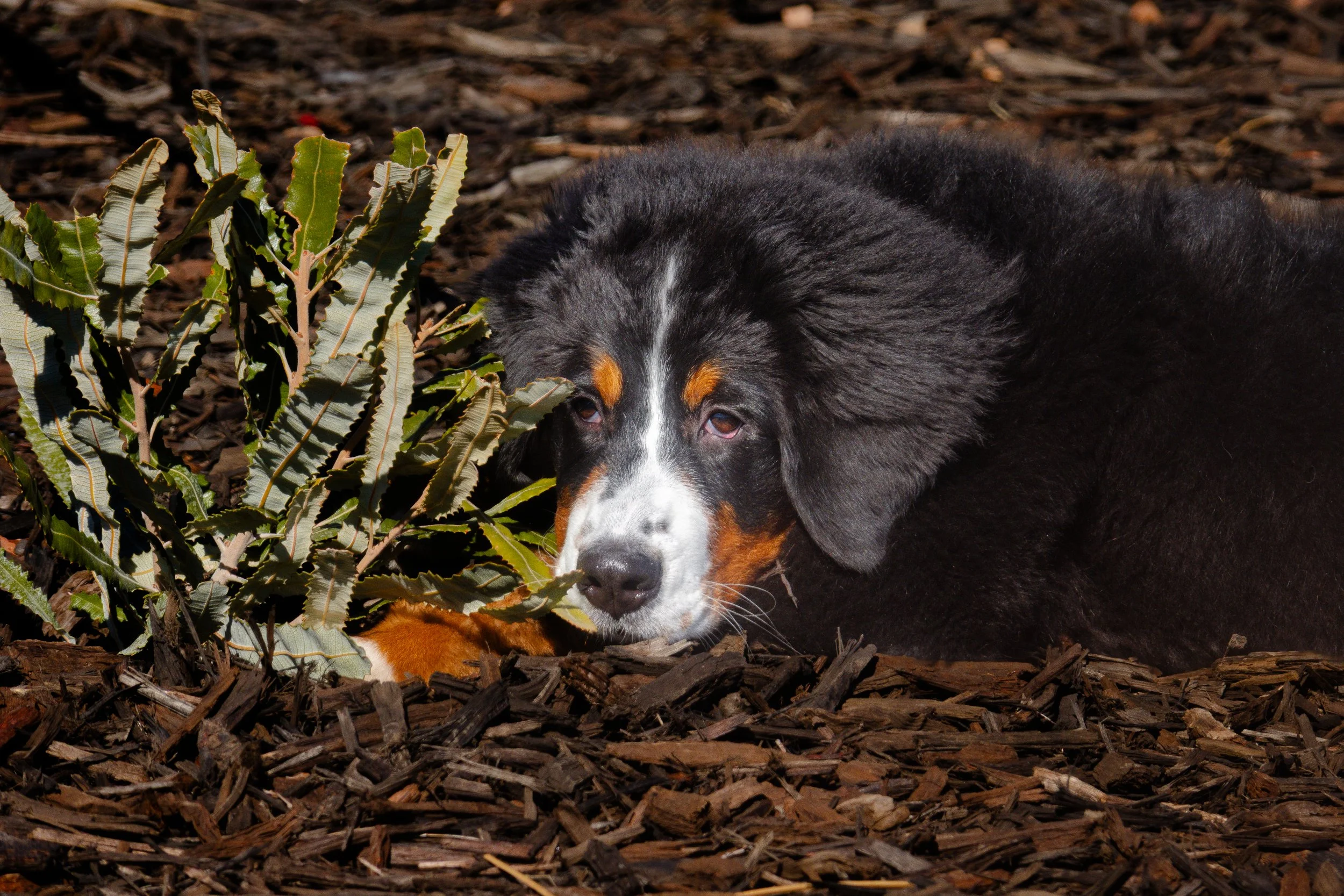 A Bernese Mountain Dog puppy lying on brown mulch near green plants. Photographer Elsa Norvill