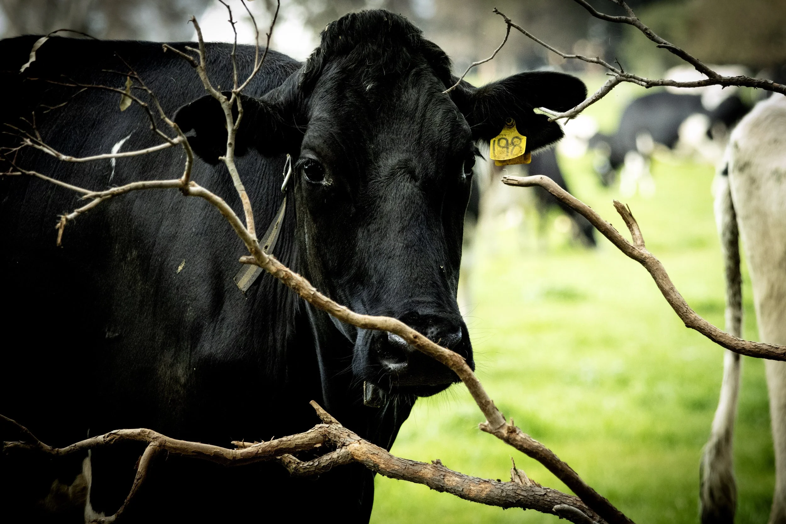 A black cow standing among trees and branches in a grassy field.