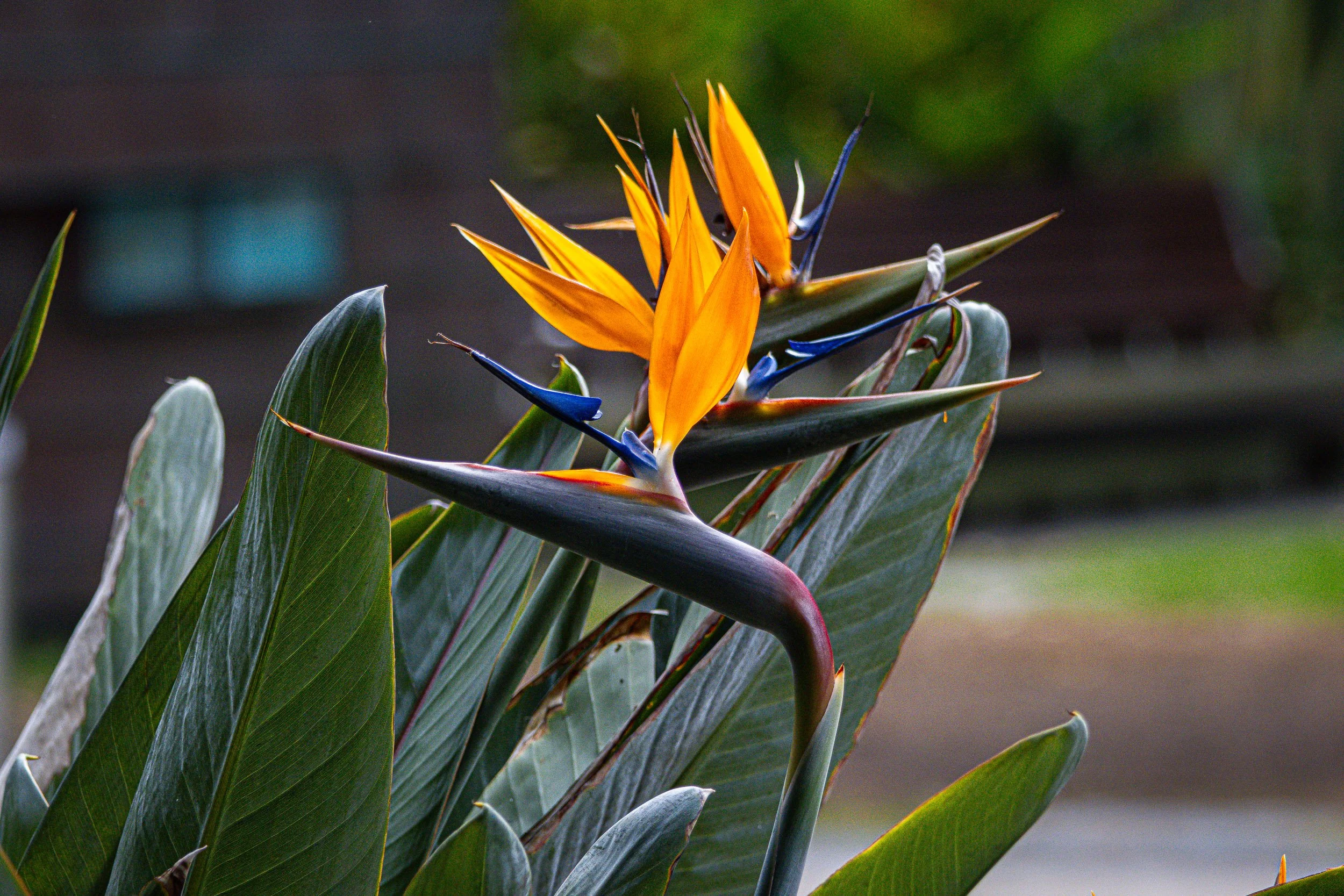 Bright orange and blue tropical Strelitzia flower with large green leaves in a garden setting at Elizabeth Quay, Perth Western Australia. Photographer Elsa Norvill