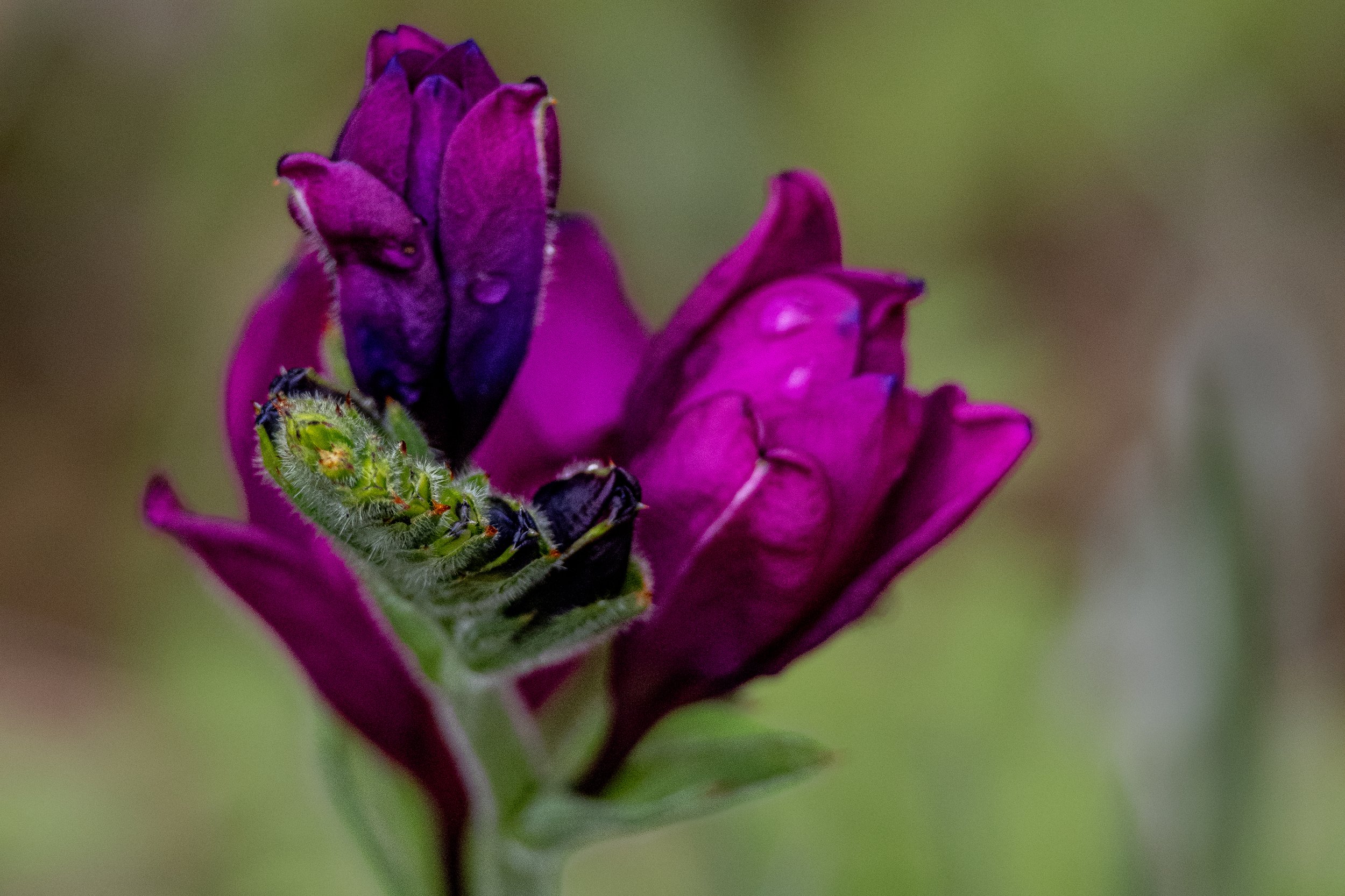 Close-up of a purple flower with black insects on the petals and green leaves nearby.