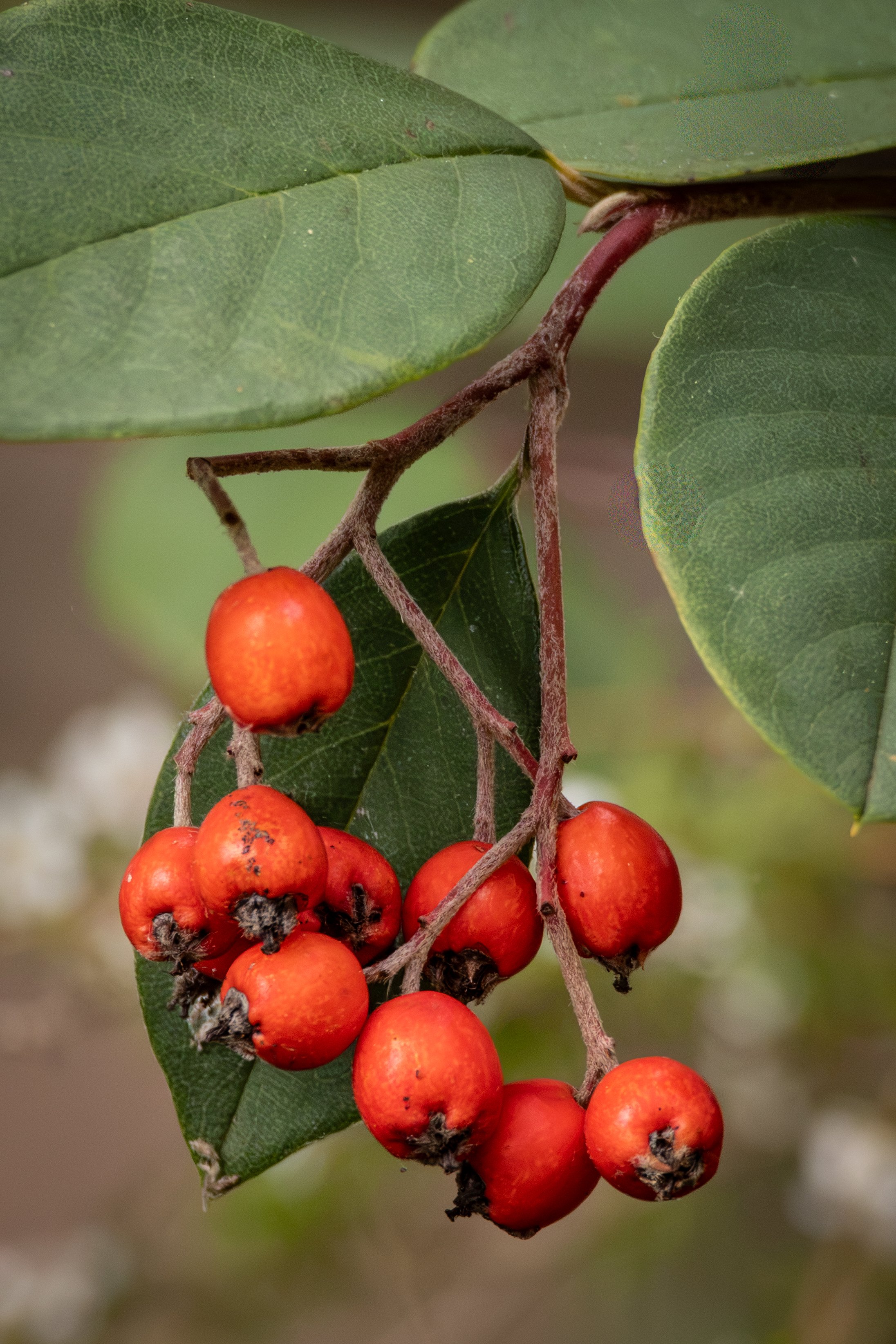 Close-up image of bright red berries hanging from a branch with green leaves.