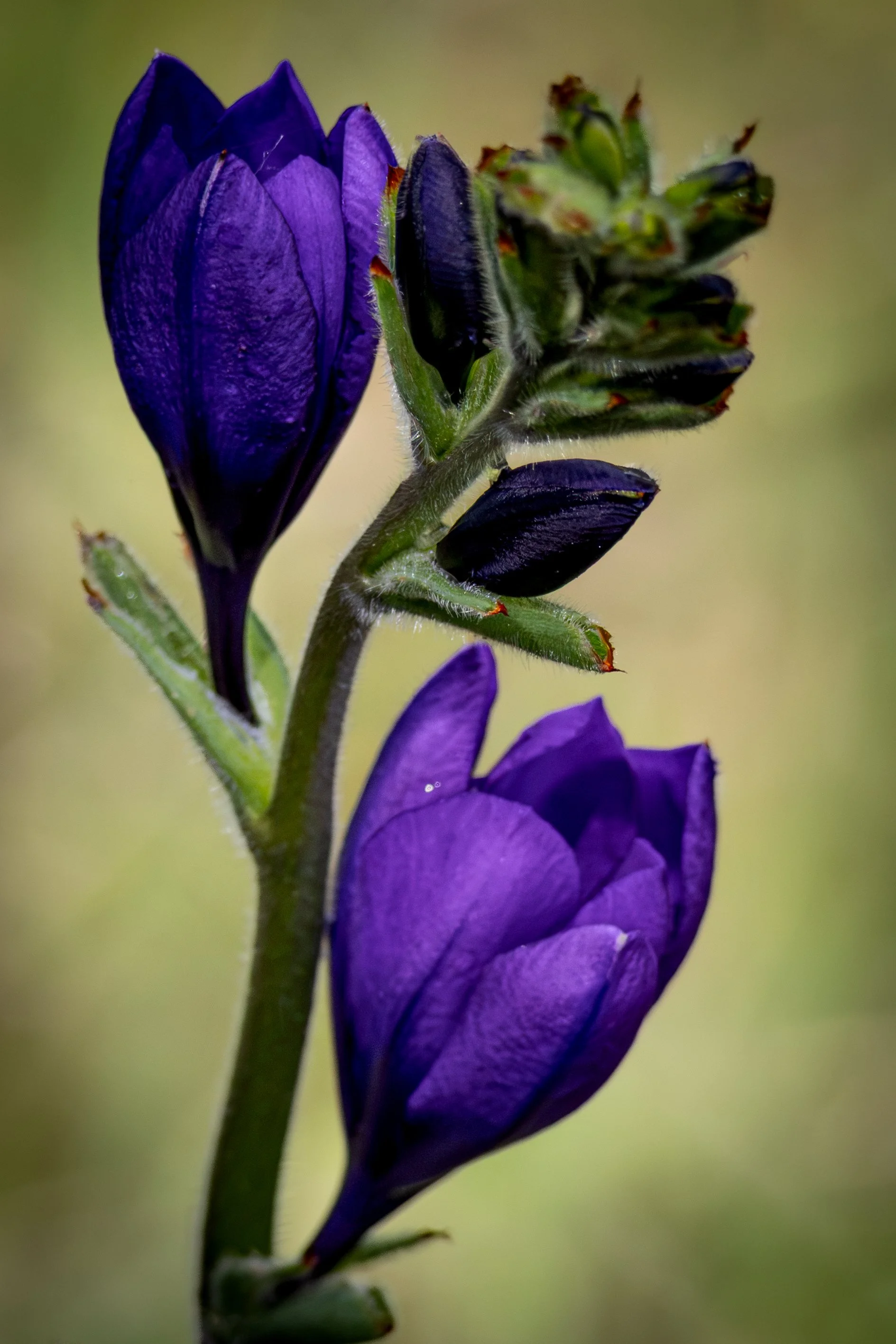 Close-up of a purple flower with a yellow-green background.