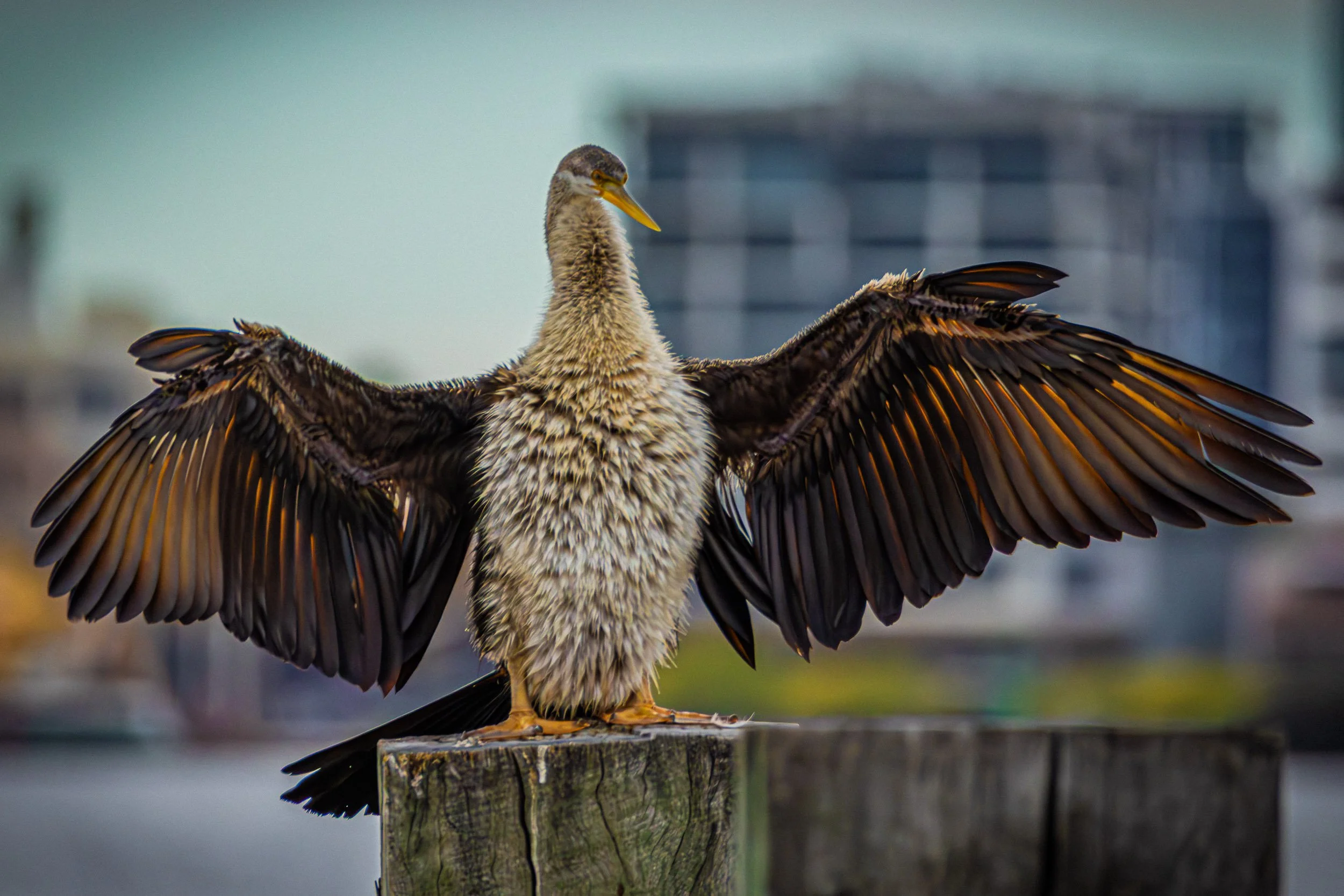 An Australasian Darter, bird with its wings spread wide standing on a wooden post near water. Photographer Elsa Norvill