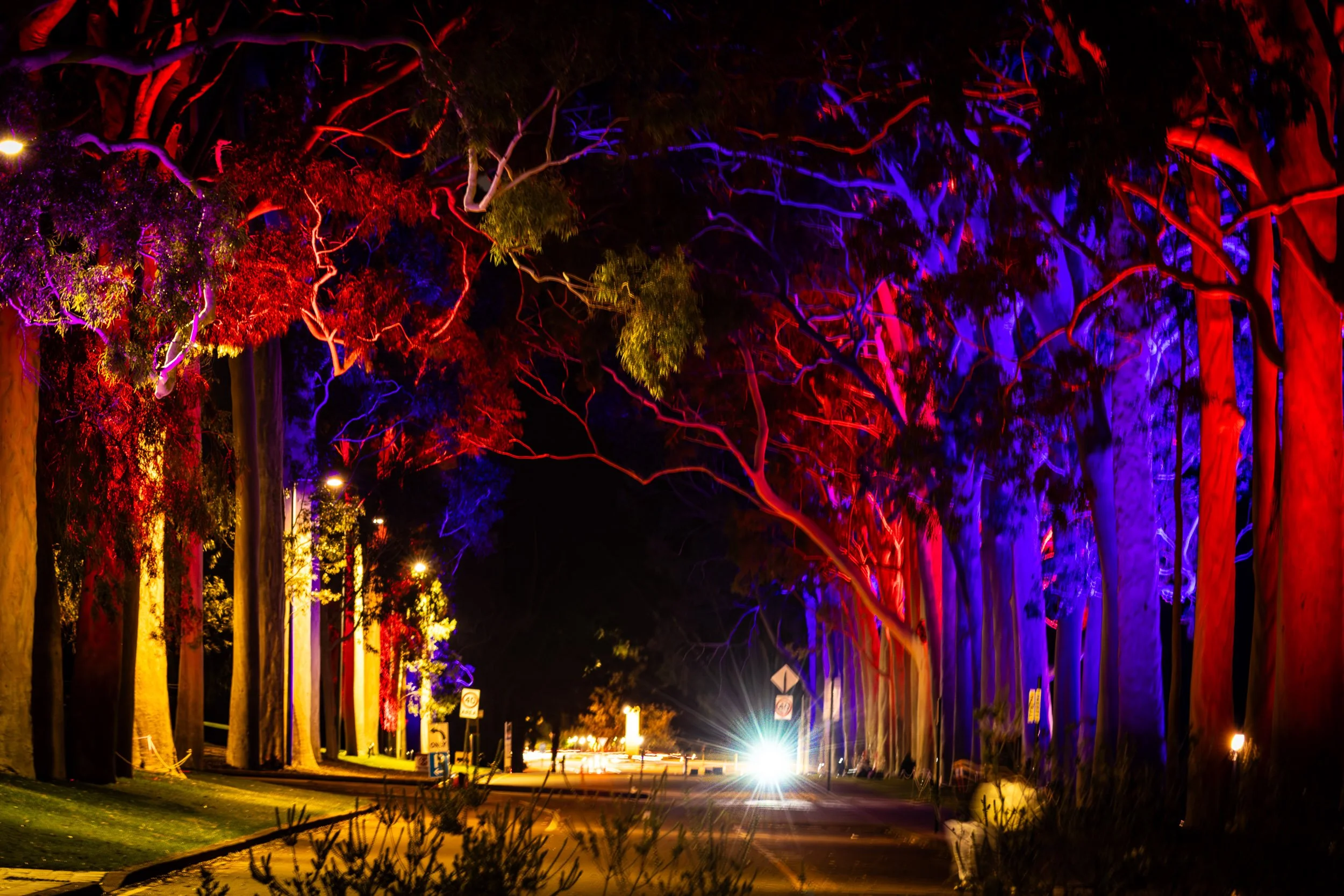 Night scene of the street in Kings Park, Western Australia, with tall trees illuminated with colorful red, purple, and yellow lights, creating a vibrant display against the dark sky. Photographer Elsa Norvill