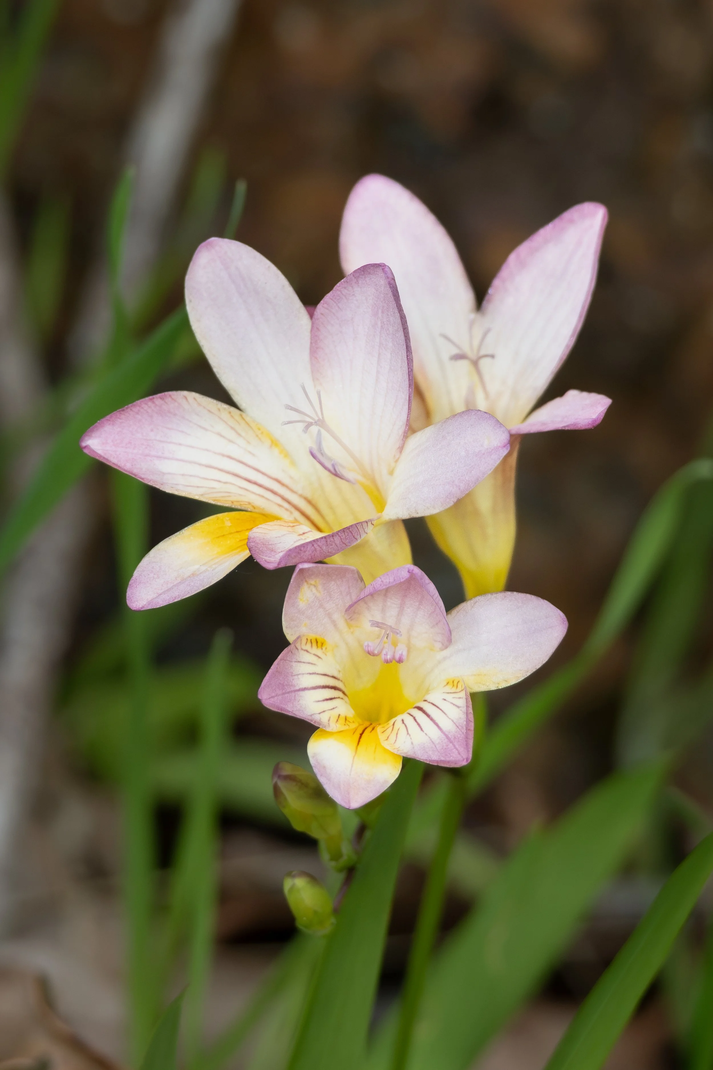 Close-up of delicate pink and yellow flowers with green stems and blurred background.