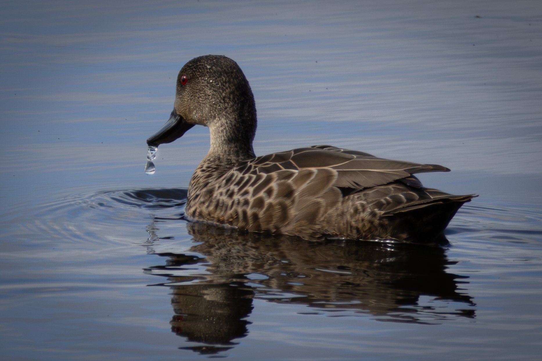 A close-up of a duck with brown and black feathers swimming in a body of water, with a single water droplet falling from its beak and its reflection visible on the water surface.