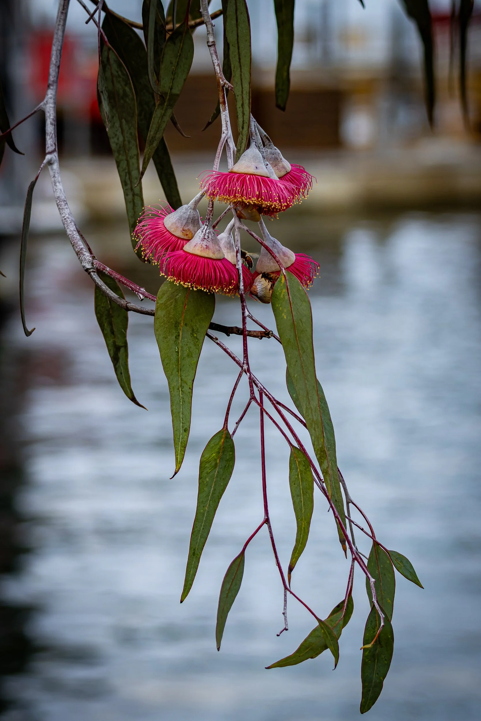 Close-up of pink flowering Eucalyptus Caesia with green elongated leaves, with the Swan River at Elizabeth Quay, Perth Western Australia in the background. Photographer Elsa Norvill.