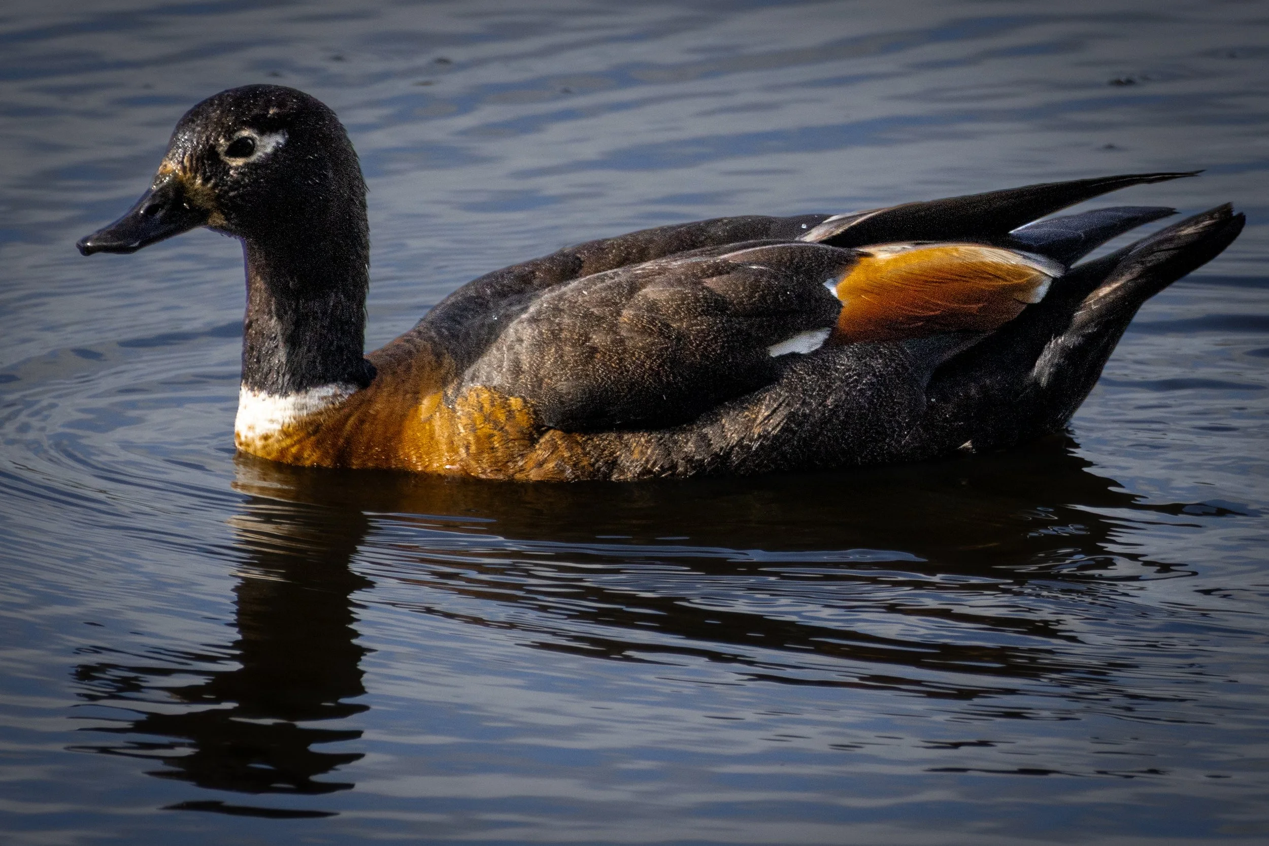 A duck swimming on a body of water with a dark body, orange-brown sides, and a dark bill.