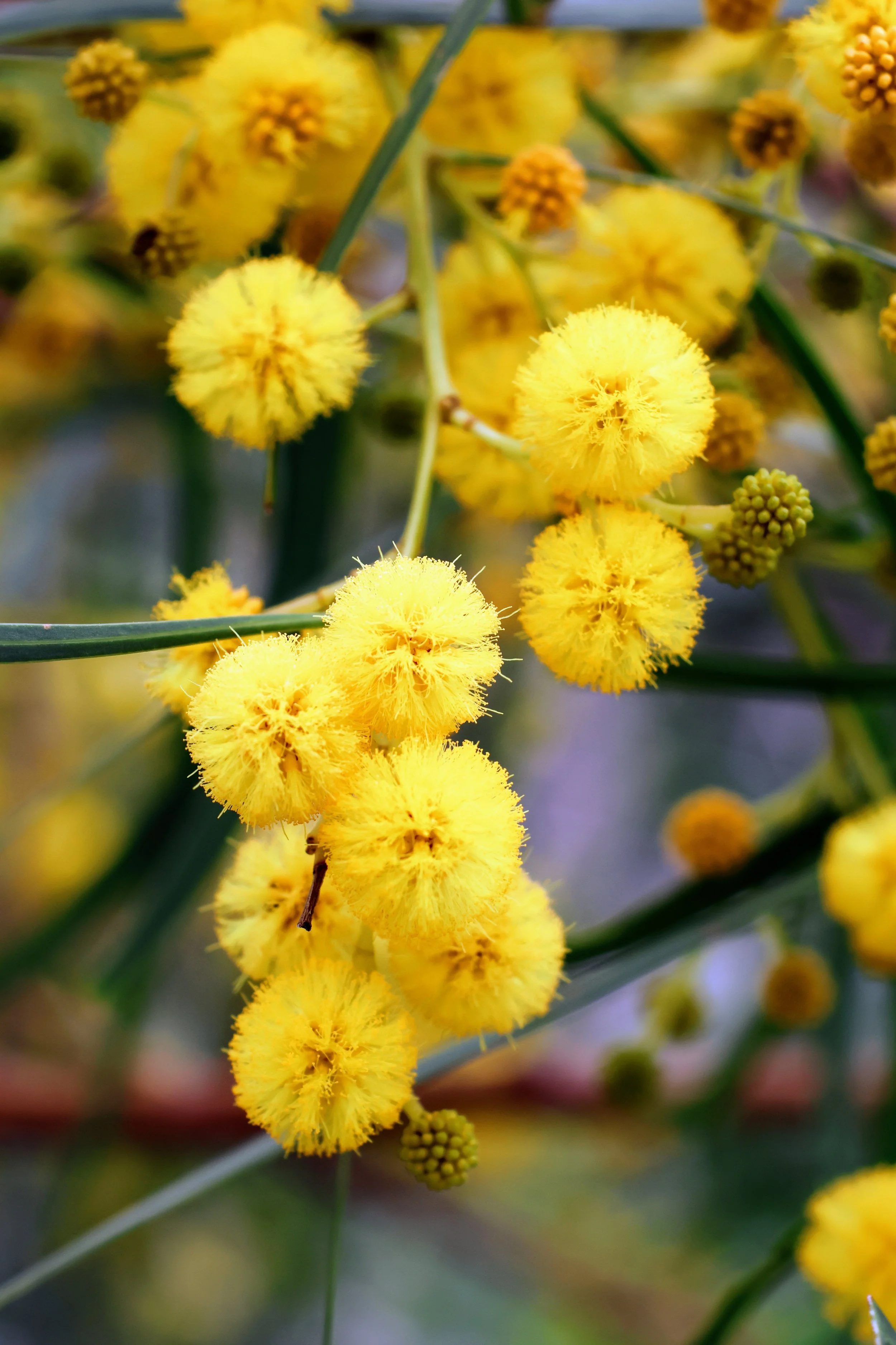 Close-up of Golden Wattle Acacia, yellow, fluffy, spherical flower clusters on green stems with long, slender green leaves. Photographer Elsa Norvill