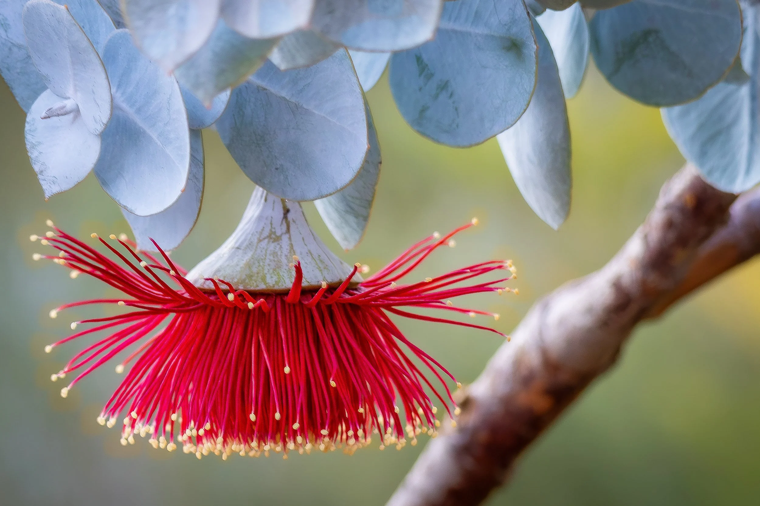 Close-up of an Australian native flower with red stamens and greenish-blue leaves in the background. Photographer Elsa Norvill