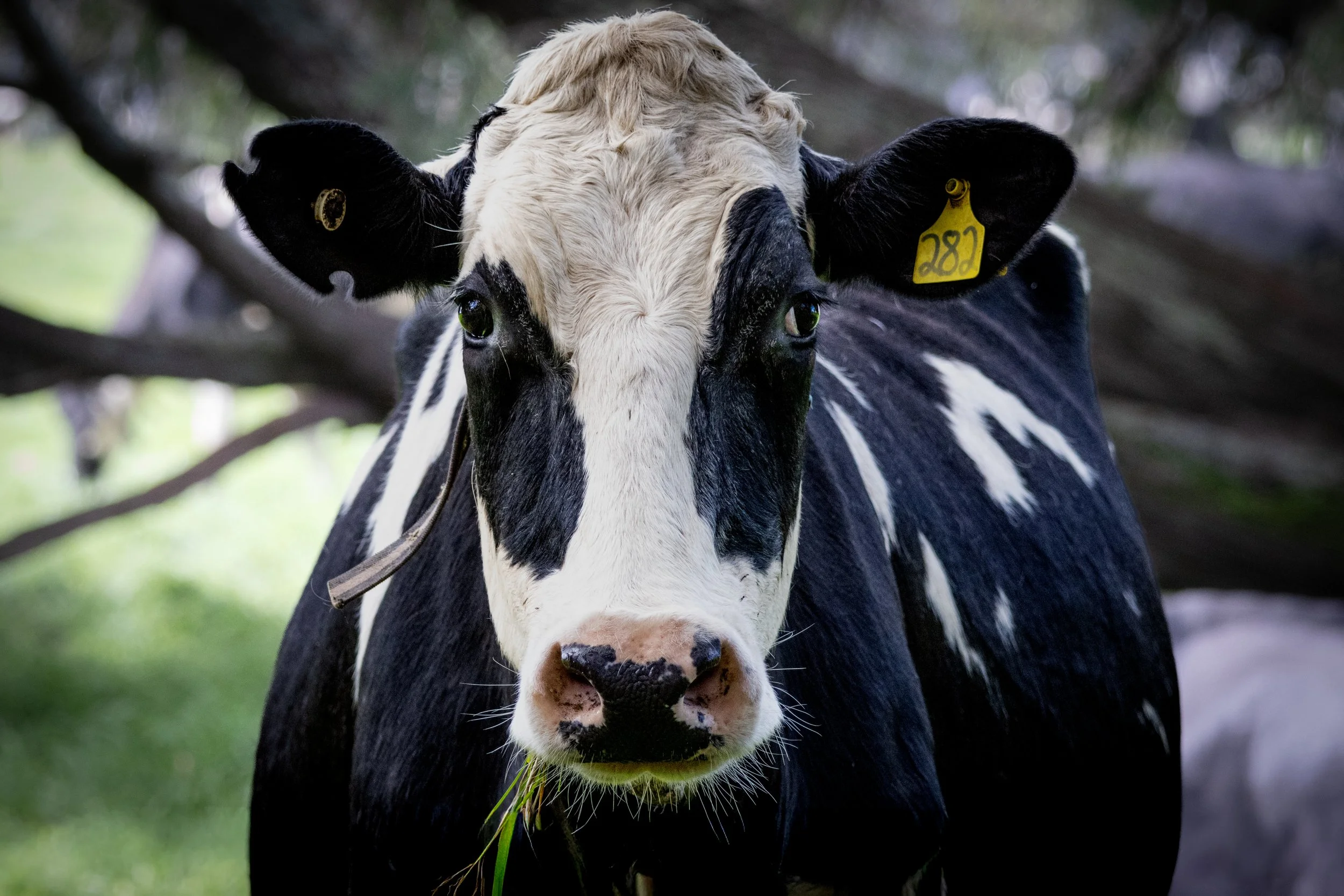 Close-up of a black and white cow with yellow ear tags standing outdoors, with blurred trees in the background.