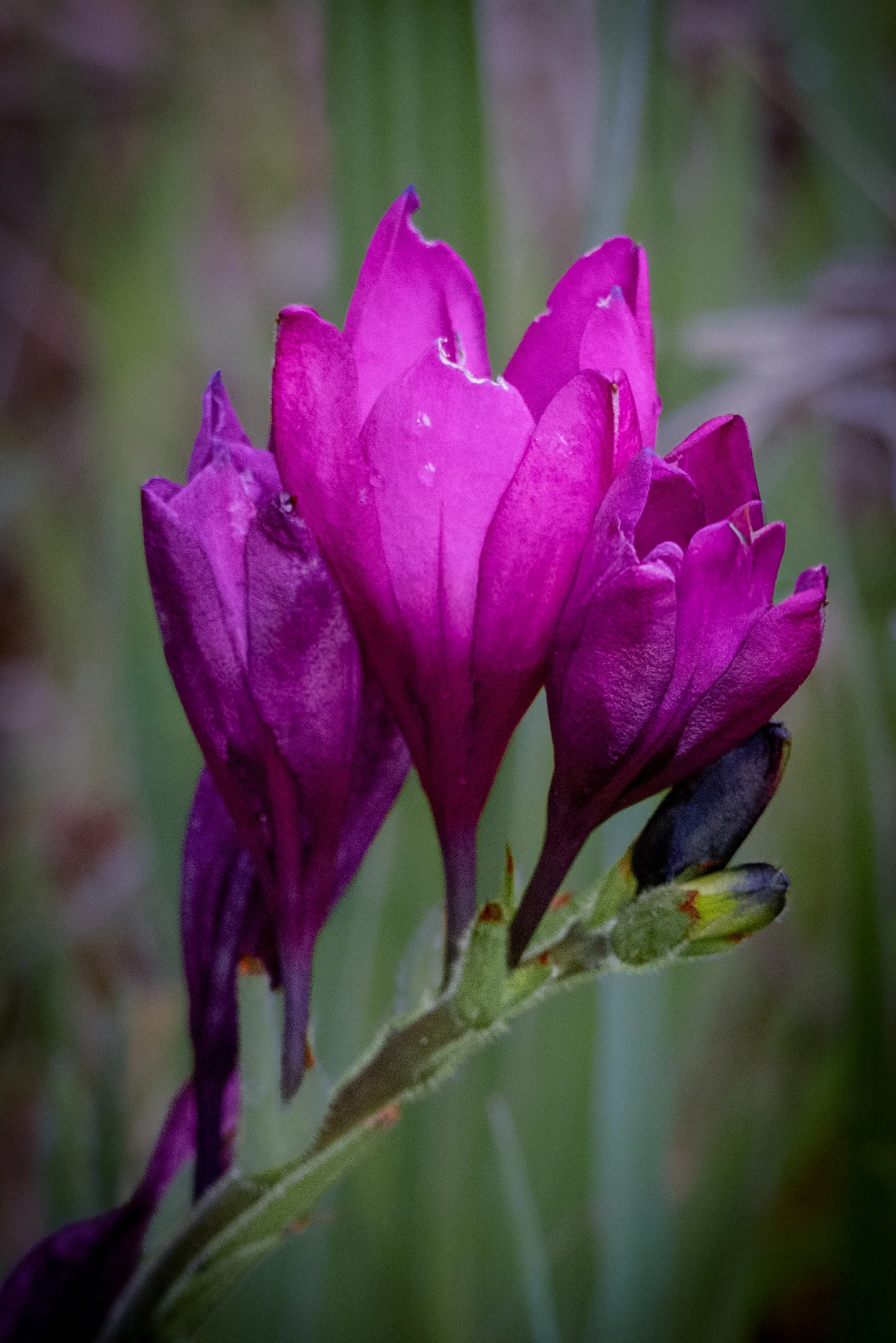A close-up of a purple flower with multiple petals, blurred green background, and some darker leaves at the bottom.