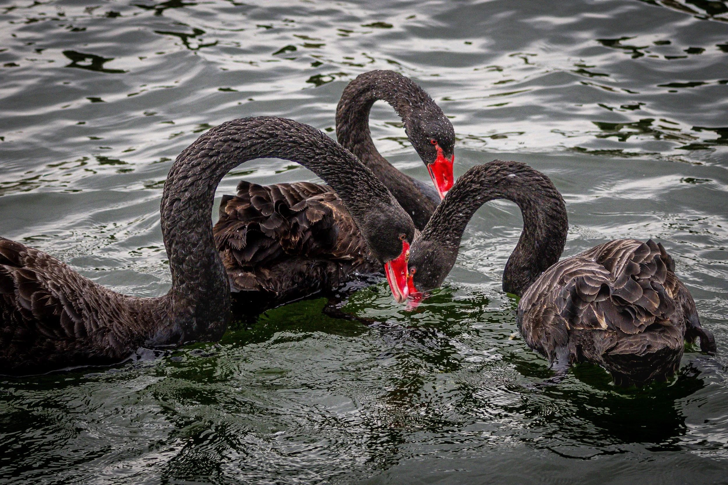 Group of black swans swimming in a body of water. Photographer Elsa Norvill